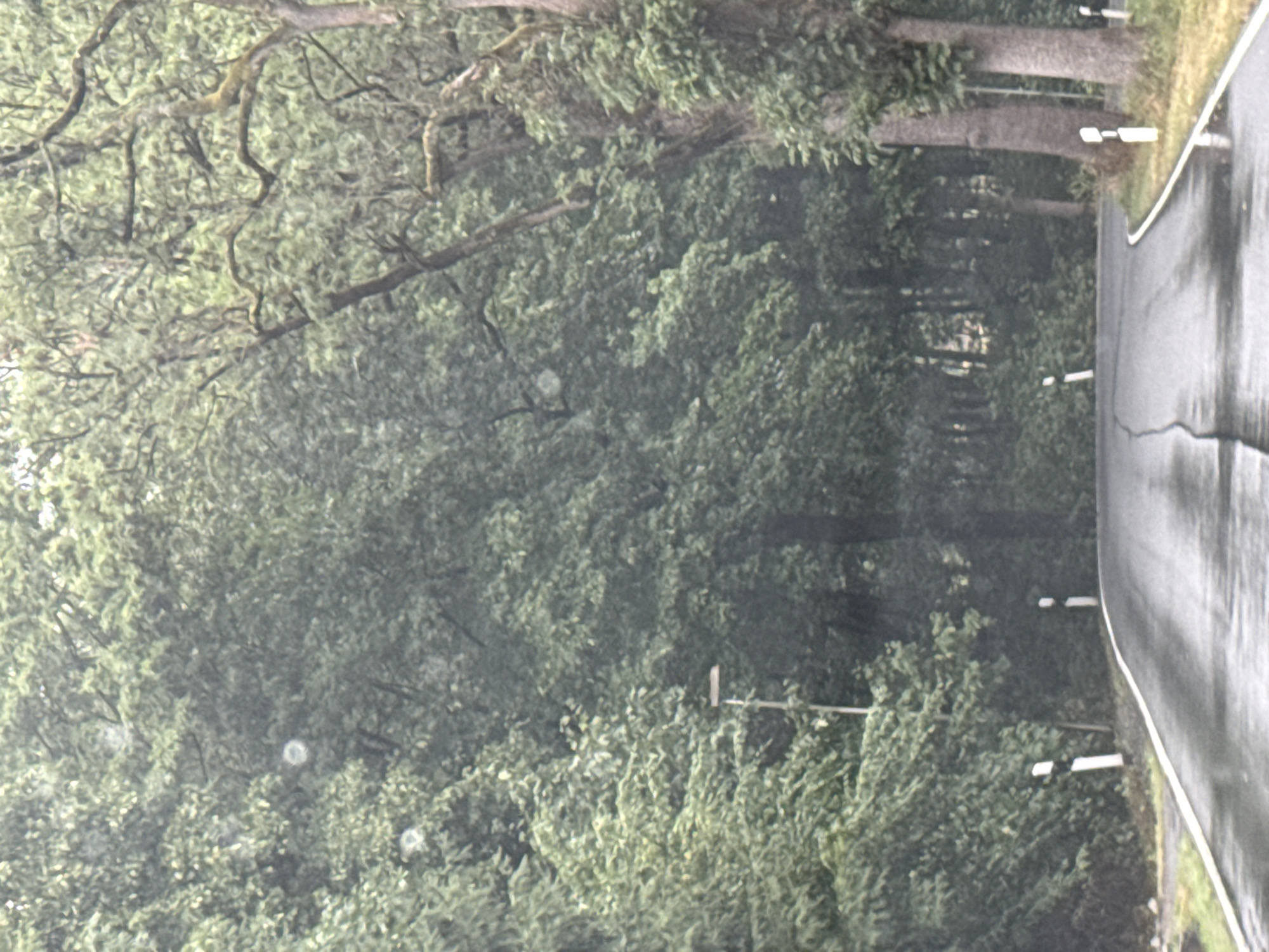 The image shows a wet asphalt road curving through a dense forest of green trees. The road has a white line marking its edge and a crack down the center. Several black and white striped posts are visible along the side of the road, indicating a boundary or hazard. A tall, thin pole with a rectangular fixture at the top, likely a lamppost, stands to the left of the road. The trees are lush and overgrown, with some branches arching over the road, suggesting a natural, perhaps secluded, setting. The overall atmosphere is overcast and damp, consistent with rainy weather. This scene is located in the town of Walkenried, Germany, known for its natural beauty and historical sites.
