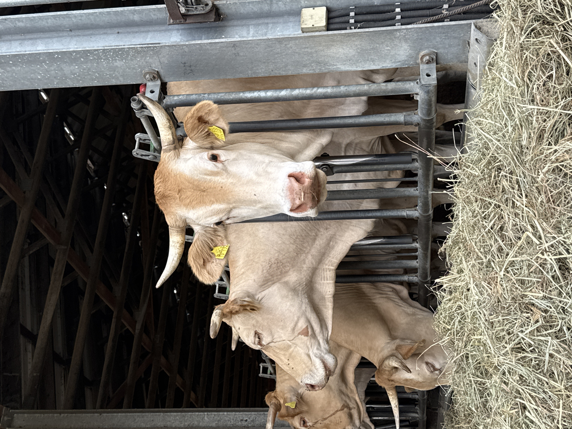 The image depicts several light-colored cows in a stable, likely part of a farm. The cows are seen behind metal bars, with one cow in the foreground looking directly at the camera, revealing its face, ears with yellow tags, and horns. Another cow is partially visible to its left, also with a yellow tag and horns, and a third cow is visible behind the main subject, its head down, eating hay. The environment is characterized by a hay-covered floor, wooden beams supporting the roof structure, and metal supports and bars for the enclosure. The scene appears to be an agricultural setting, possibly a dairy or beef farm, located in or around Bad Saulgau, Germany, given the context of the request. The lighting suggests it is daytime, possibly overcast, due to the diffused light within the stable. There are no people visible in the image.