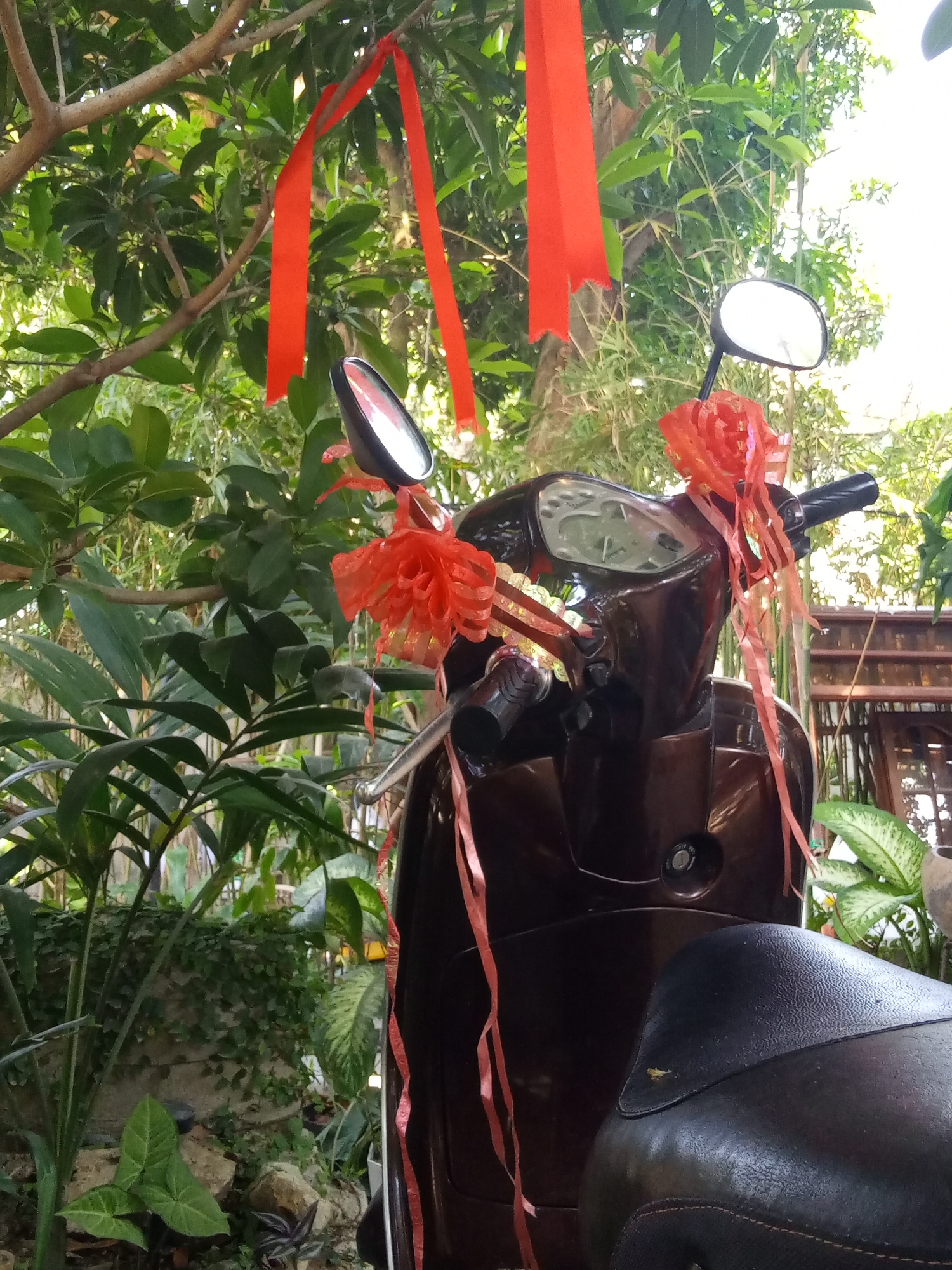 A brown scooter, decorated with red ribbons and bows, is parked outdoors amidst dense foliage, possibly within the Bac Natural Heritage Area Trang, Vietnam. Red ribbons are tied to a branch above the scooter. The seat of the scooter is black and textured. The scooter has two side mirrors. Lush green vegetation surrounds the vehicle, including large leaves and climbing plants. A partially visible wooden structure stands in the background.