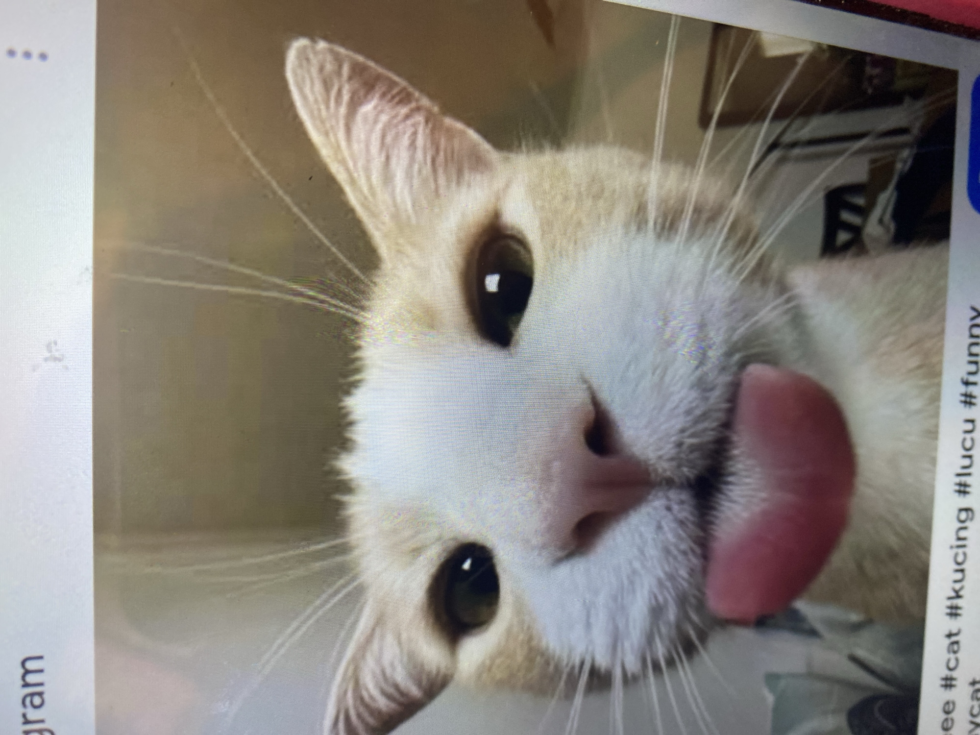 The image shows a close-up, selfie-style photograph of a light-colored cat with its tongue sticking out. The cat's fur is predominantly white with patches of orange. Its eyes are dark and appear reflective. The cat's whiskers are prominent. The background is blurred and out of focus, showing hints of what appears to be an indoor environment with some furniture. Text is visible at the bottom of the image, including hashtags such as "#cat", "#kucing", "#lucu", and "#funny", suggesting the image is from social media. There is no discernible information within the image to identify a specific location in Ta', Indonesia.