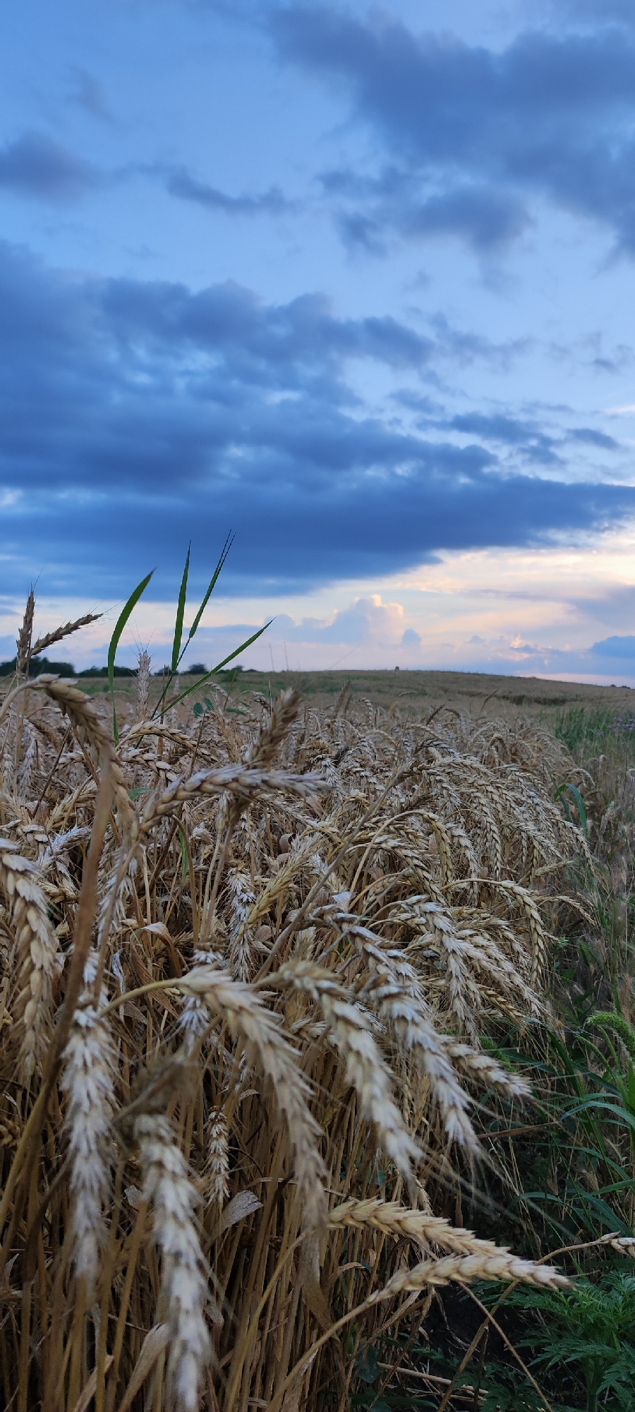 A close-up, low-angle, vertical shot captures a dense field of ripe wheat stalks in Plastunovskaya, Russia. The wheat heads are predominantly a pale golden-brown with some lighter, almost white tips, indicating maturity. The stalks are dry and some are bent over, creating a textured foreground. A few blades of vibrant green grass and other vegetation are interspersed within the wheat, particularly on the left and right edges of the frame.
In the mid-ground, the wheat field stretches out towards a gently rolling horizon. The distant landscape appears flat and agricultural. The sky above is a dramatic mix of deep blues and grays, with darker, textured clouds dominating the upper portion of the image. Lighter, softer clouds are visible closer to the horizon, tinged with the pale hues of a potential sunset or sunrise. The overall lighting suggests it is either early morning or late evening. There are no people or animals visible in the scene.