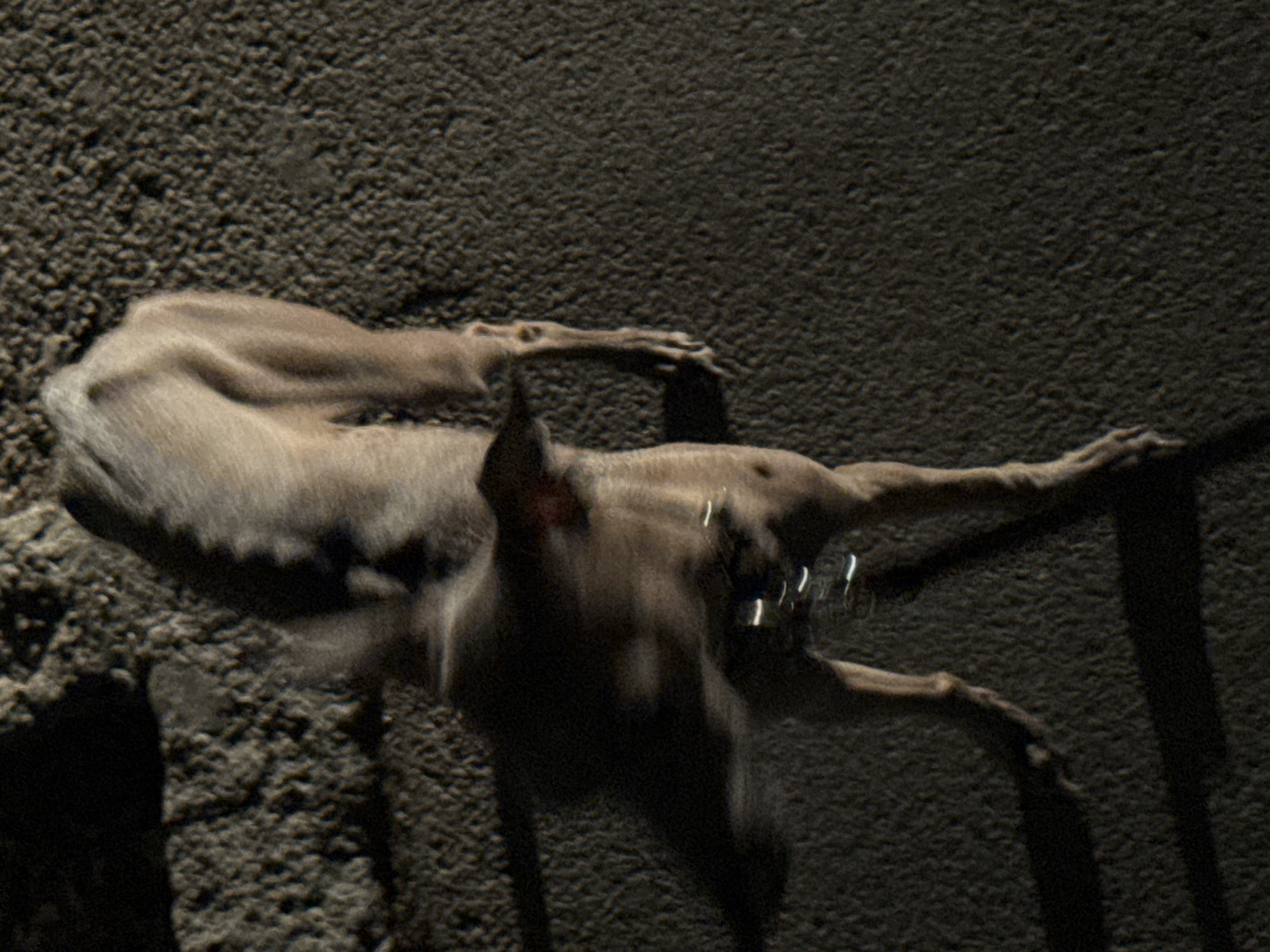 A lean, light-colored dog is captured in motion on a textured surface, possibly asphalt or concrete, in what is presumed to be Vracar Urban Municipality, Serbia. The dog is viewed from above, with its body angled downwards towards the right. Its fur appears light beige or tan, and it has thin legs and a slender build.
The dog's head is blurred, indicating movement, and it's wearing a collar with what appear to be reflective elements. One ear is visible, slightly pointed. The dog's tail is held downwards. The background consists of two distinct textures: to the left, a rougher, lighter-colored surface with visible aggregate, possibly a sidewalk or a textured wall base; and to the right, a darker, finer-grained surface, consistent with pavement or asphalt.
Shadows are cast by the dog, particularly a long, dark shadow extending to the lower right, suggesting an overhead light source. The overall lighting is dim, creating high contrast and obscuring fine details in some areas, especially on the dog's head and the darker ground. The image has a slightly grainy quality.