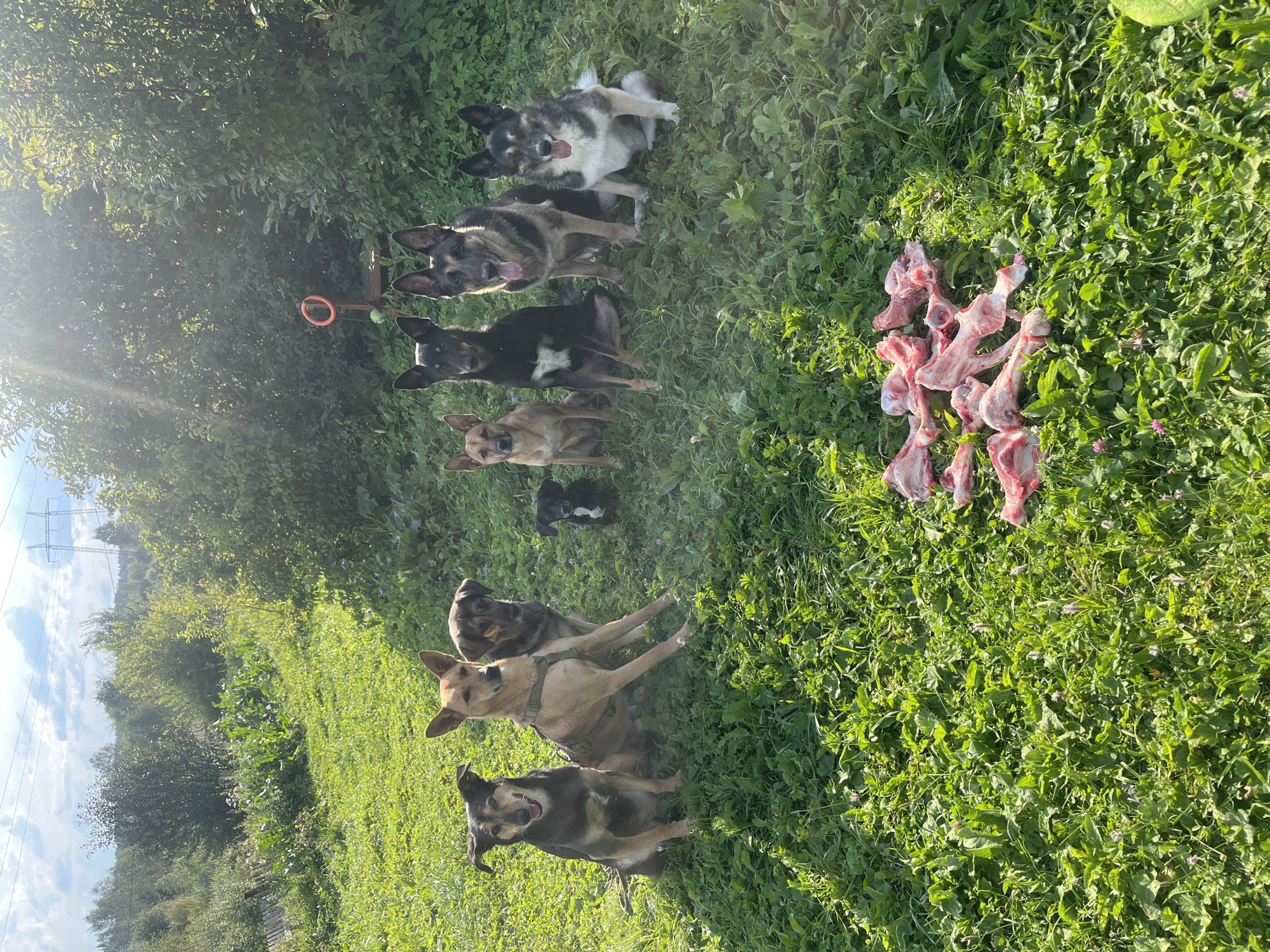 In a grassy outdoor area, a group of eight dogs of various breeds and sizes are seated on the ground. In the foreground, a pile of raw meat bones is scattered across the grass. The dogs are positioned in a line, with some looking towards the camera and others looking in different directions. The environment appears to be a rural or suburban setting, with trees and foliage visible in the background. A power line tower can be seen in the distance. The lighting suggests it is daytime, with sunlight casting shadows. The scene is calm and appears to be a group of dogs waiting to eat. There are no people present in the image.