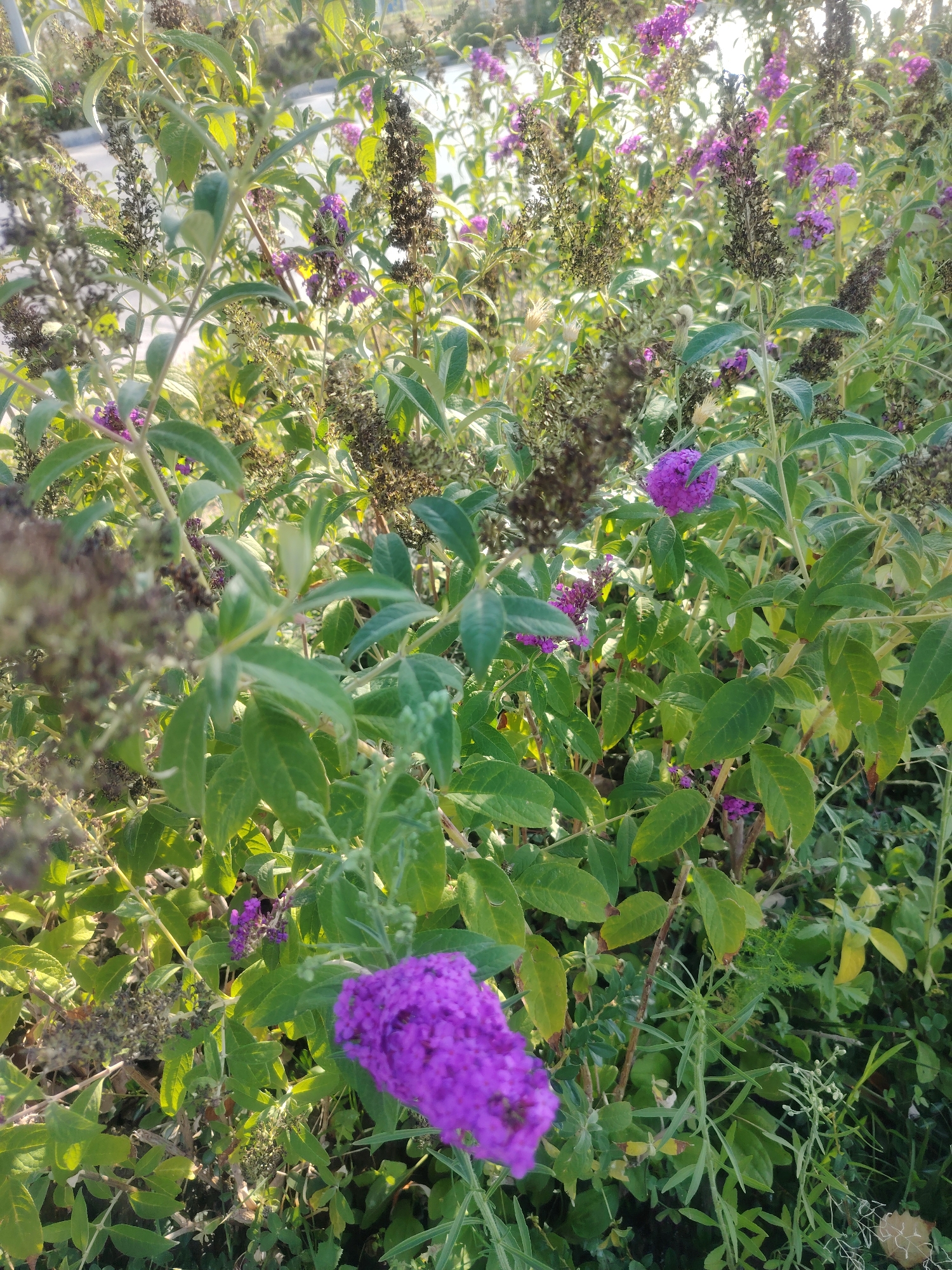The image depicts a close-up view of a flowering bush with vibrant purple blooms and lush green foliage. The bush appears to be situated outdoors, possibly in a garden or park setting. The sunlight filters through the leaves, creating a dappled effect and highlighting the textures of the petals and leaves. In the background, other plants and some out-of-focus elements suggest an urban environment, though no specific landmarks or details are clearly discernible to pinpoint a location within the city of Konigil, Uzbekistan. There are no people or animals present in the image, and no specific actions or interactions are taking place. The focus is entirely on the natural beauty of the flowering bush.