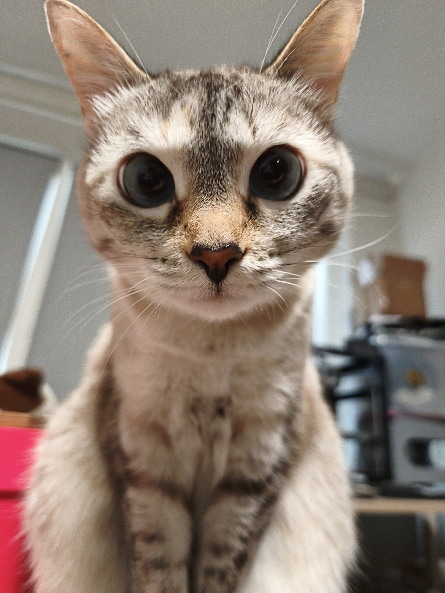 An indoor, close-up photograph captures a short-haired cat facing directly forward. The cat possesses large, dark, dilated pupils that almost entirely obscure the iris, giving the impression of wholly black eyes. Its fur is a mix of light tan or cream with distinct brown-grey tabby stripes and markings visible on its forehead, cheeks, and upright, pointed ears. A small, pinkish-brown nose is centered above a closed mouth, from which numerous long, white whiskers protrude laterally. The cat's upper body, including its chest and shoulders, displays similar striped fur. The background is significantly out of focus, showing blurry elements of an interior space. On the left, a vertical white structure and a bright pink object are partially visible. On the right, indistinct dark and light shapes suggest furniture or electronic devices, with a light brown rectangular object further in the distance. The scene is set indoors in Chaikovsky, Russia.