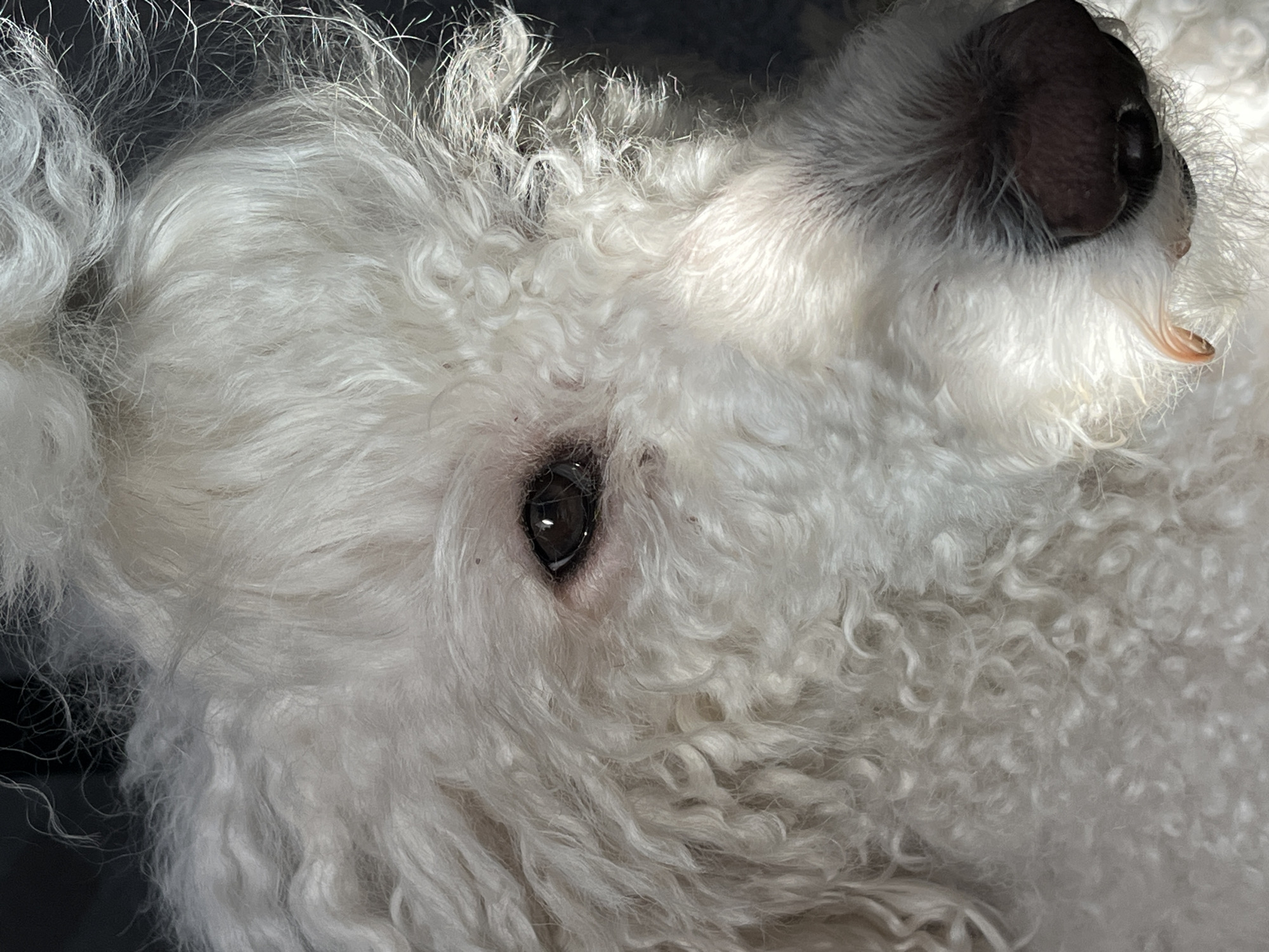 Close-up of a white dog, likely a Bichon Frise or similar breed, with curly fur. The dog's eye is visible, and its nose is dark brown. A tooth is slightly visible. The location is unknown.