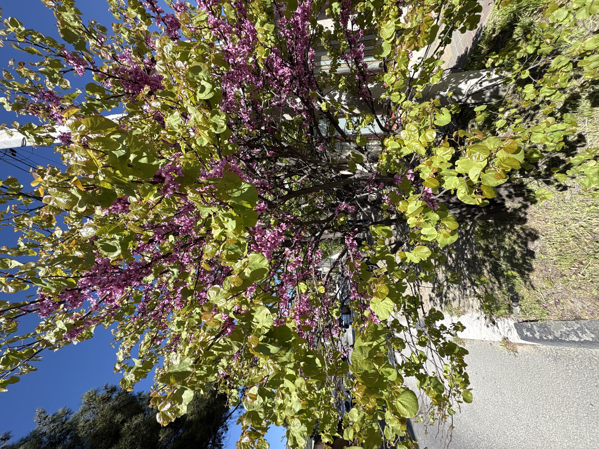 The image displays a vibrant flowering tree, likely a Redbud (Cercis), in full bloom under a clear blue sky. The tree, filling most of the frame, is adorned with numerous clusters of small, bright pinkish-purple flowers that emerge directly from its branches (cauliflory). Its heart-shaped leaves are a fresh, light green, with some showing a yellowish tint, indicative of springtime or early summer.
Strong, dappled sunlight filters through the canopy, creating distinct shadows on the leaves and the ground. Through the dense foliage, portions of a light-colored building with windows are visible in the background. Towards the lower right, a concrete sidewalk or road is present, alongside patches of grass and dirt, all marked by the tree's shadows.
A white utility pole is partially visible in the upper-left area against the bright blue sky. In the lower-left background, another tree with darker, possibly coniferous, foliage can be seen. The photograph is taken looking upwards into the tree, highlighting its lushness and the abundance of its blossoms. The scene depicts a bright, clear day with no human activity. The location context provided is Gelendzhik, Russia. There is no visible text in the image.
