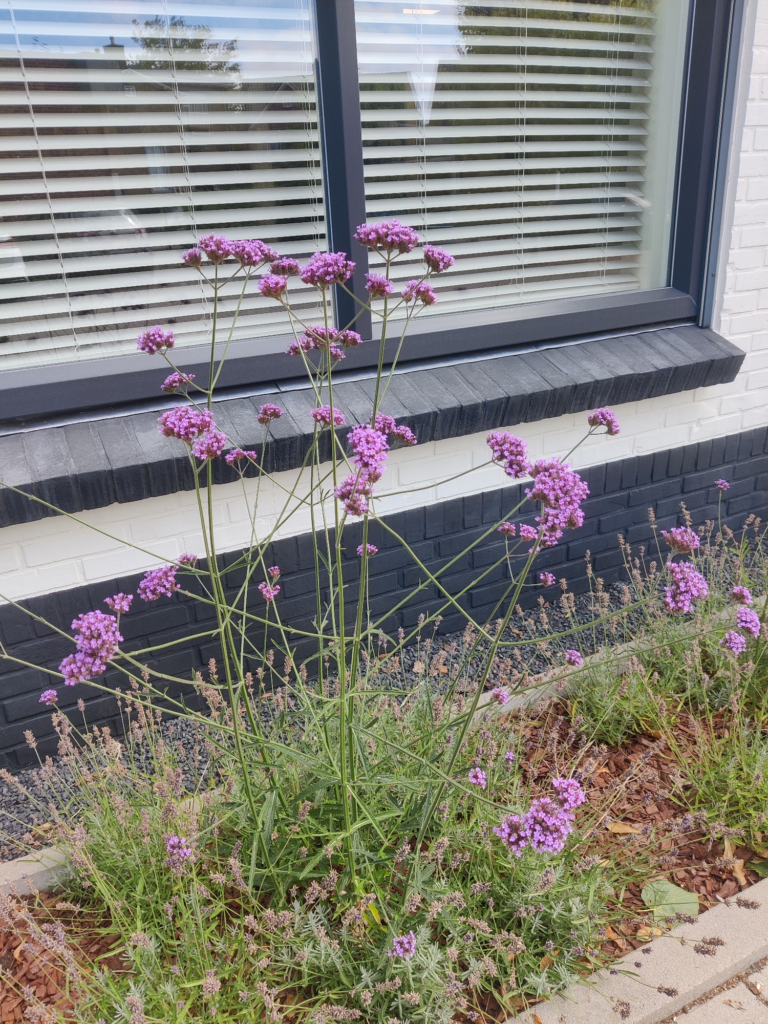 This image shows a close-up view of a flower bed with several tall, slender plants featuring clusters of small, purple flowers. These flowers are the main subject. The plants have thin, green stems and a bushy, herbaceous growth habit. In the background, there is a building with a large window covered by horizontal blinds. The building's facade is a combination of white brick and a dark, textured band beneath the window, possibly a planter or decorative element. A thin layer of mulch, appearing to be bark chips, covers the ground in the flower bed, with some visible small grey stones. The image is taken outdoors, suggesting a garden or landscaping setting. The lighting indicates it is daytime, likely with overcast or diffused sunlight, given the lack of harsh shadows. No people are visible in the image, and no text is present. The context provided places this scene in Winterswijk, Netherlands.