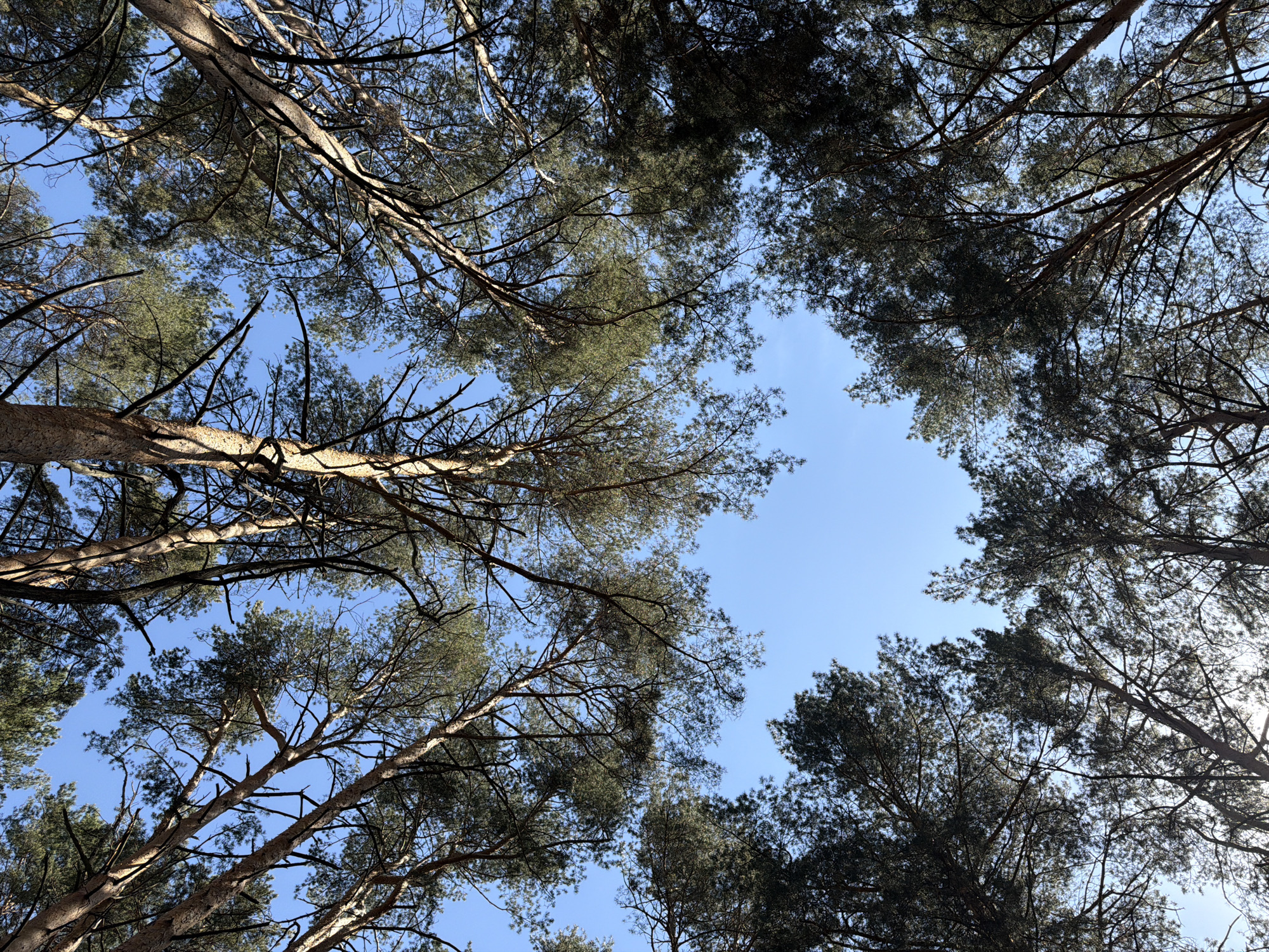 The image is a low-angle shot looking up through the canopy of trees towards a clear, light blue sky. The trees, likely in a forest or wooded area, are dense, with branches and leaves filling the frame. The branches are bare in some spots while other branches have foliage. The location is Chaikovsky, Russia, though no specific details in the photo confirm this.