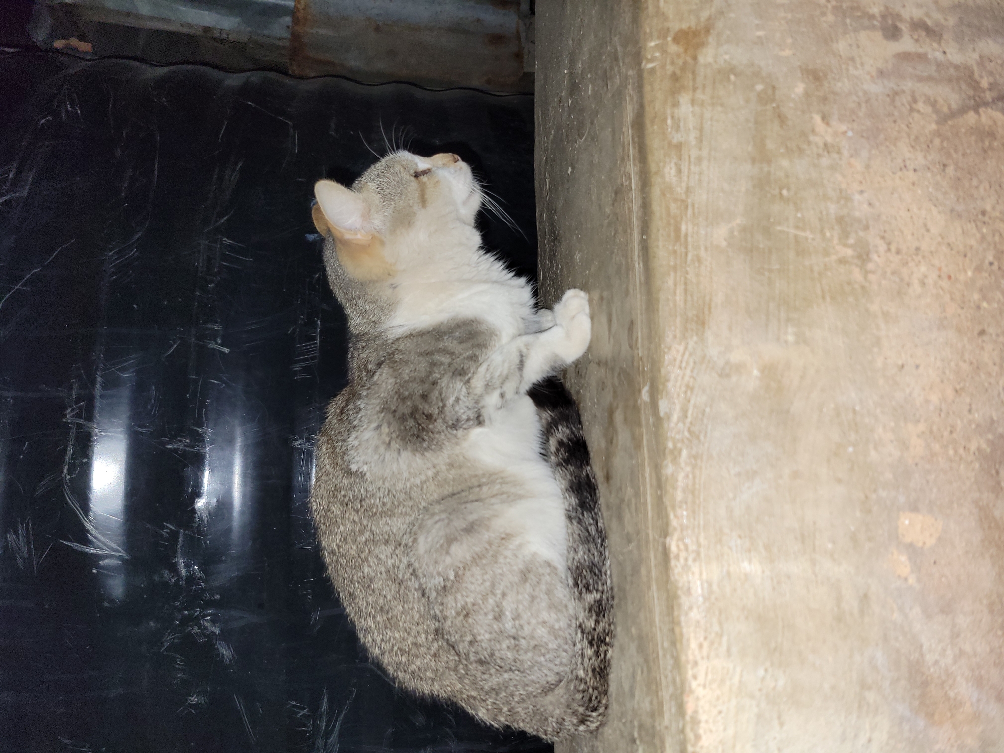 A gray and white cat is positioned between a black cylindrical object (possibly a water tank) and a concrete pillar. The cat is looking upwards and resting its paws on the pillar. The background includes a corrugated metal roof. The image was taken indoors, likely in Jos, Nigeria. No people are visible.