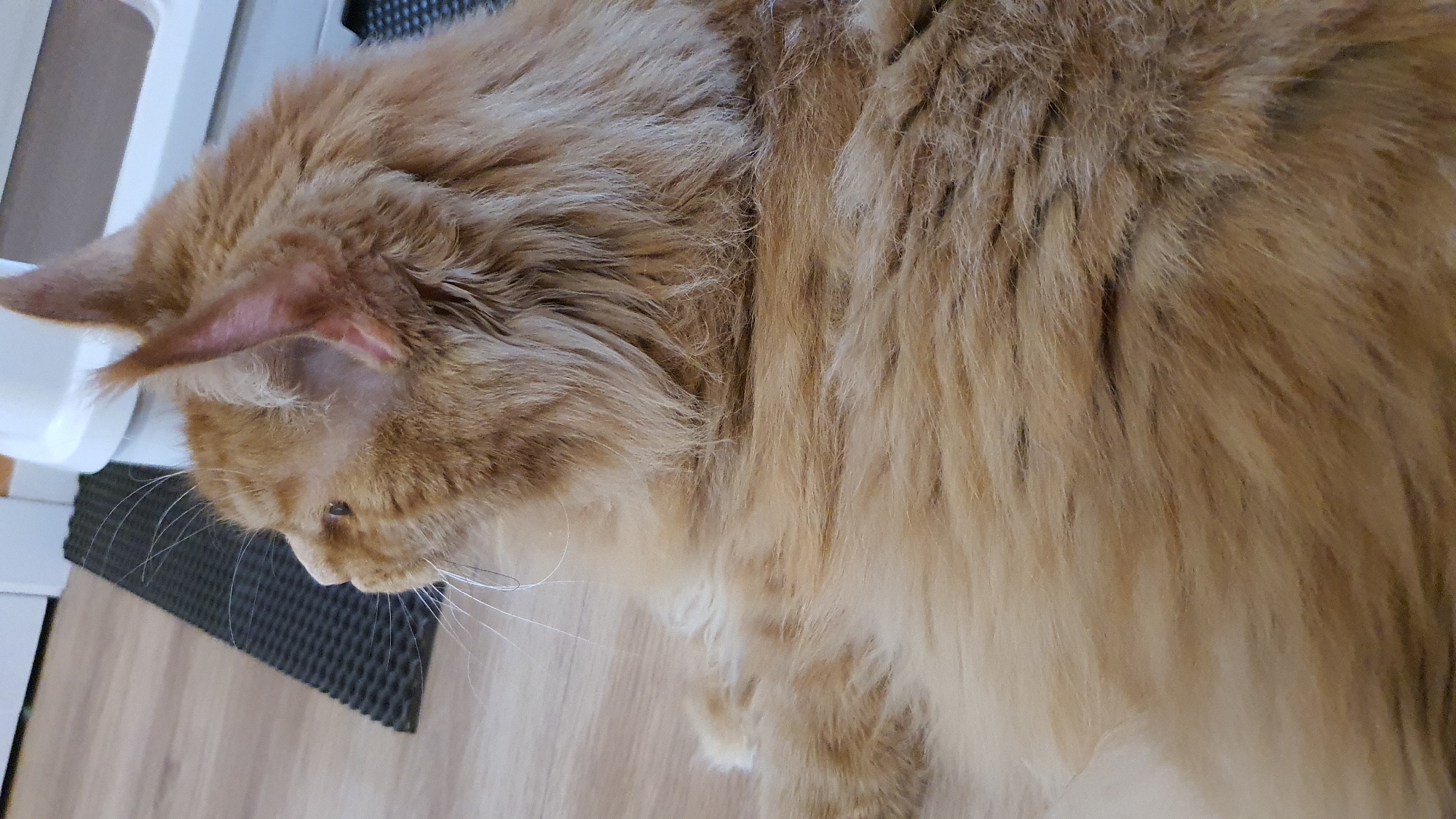 The image shows a close-up, overhead view of a fluffy, orange cat lying down. The cat's fur is long and appears to be a mix of ginger and lighter tones, with some darker tabby markings visible in certain areas. Its head is turned to the left, and its ears are prominent, with the inner ear showing pink skin and fine hairs. One eye is partially visible, looking downwards. Long white whiskers fan out from its muzzle.
The cat is lying on a light-colored wooden floor. To the left of the cat, a portion of a white object, possibly a piece of furniture or a container, is visible. Beneath the cat's head, there's a dark, textured mat with a honeycomb pattern. The lighting suggests it might be indoors, possibly during the daytime given the brightness. There are no explicit indicators of time of day or weather conditions, nor any visible text in the image. The overall impression is one of a domestic setting, with the cat in a relaxed posture. The image has a shallow depth of field, with the cat's fur in sharp focus and the background slightly blurred.