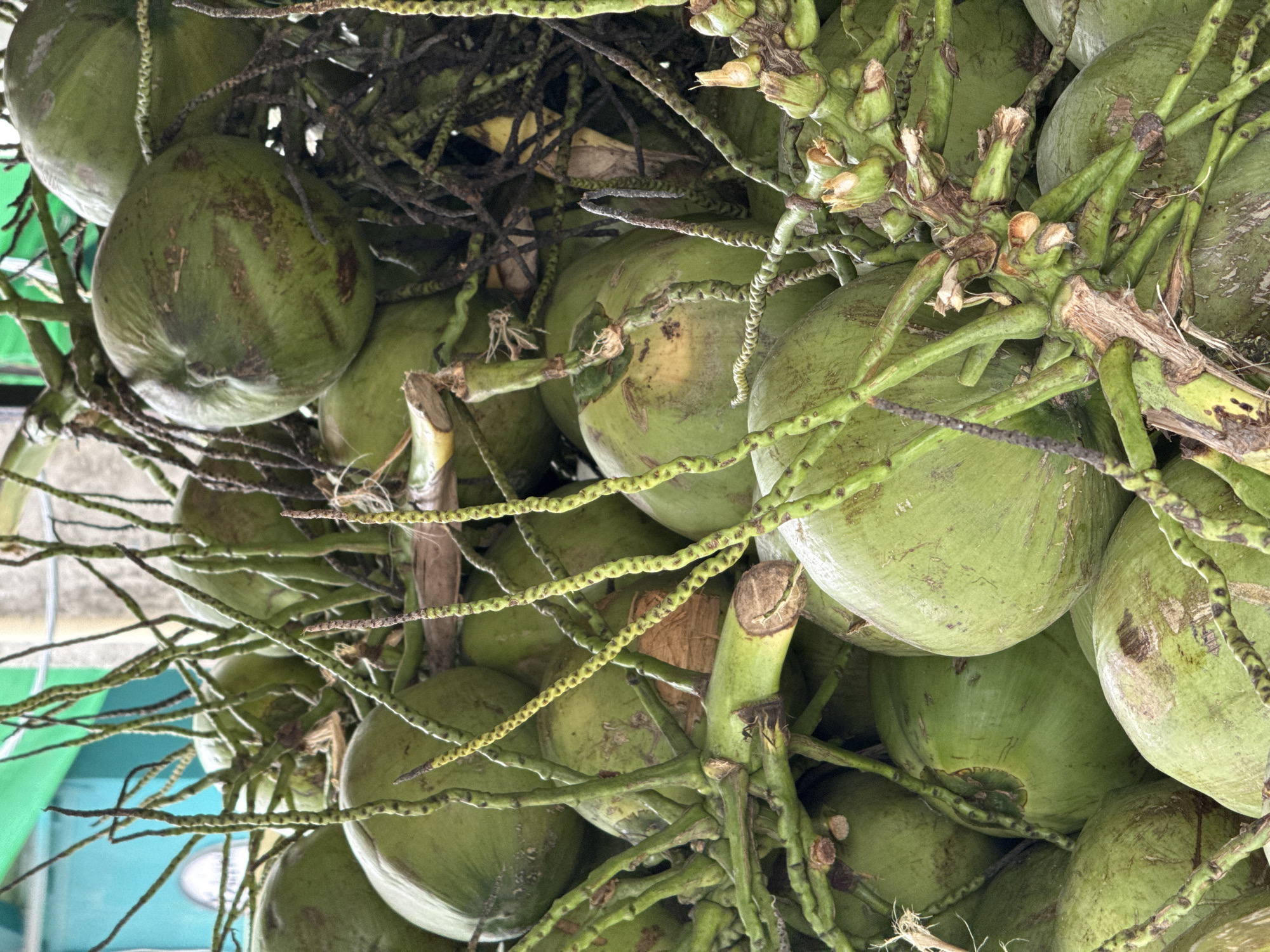 A close-up, low-angle shot captures a pile of green coconuts clustered together. The coconuts are of varying sizes and shades of green, with some showing slight brown blemishes. They are attached to thick, green stems and tendrils, some of which are dry and dark. The background is out of focus, suggesting an outdoor setting with hints of greenery and possibly a building. The lighting is natural, with shadows cast on the coconuts. The image appears to be taken at a market or a roadside stall in Ko Samui District, Thailand, given the abundance of coconuts, a common sight in tropical regions of Thailand. There are no people or explicit actions depicted in the image, only the still life of the harvested coconuts.