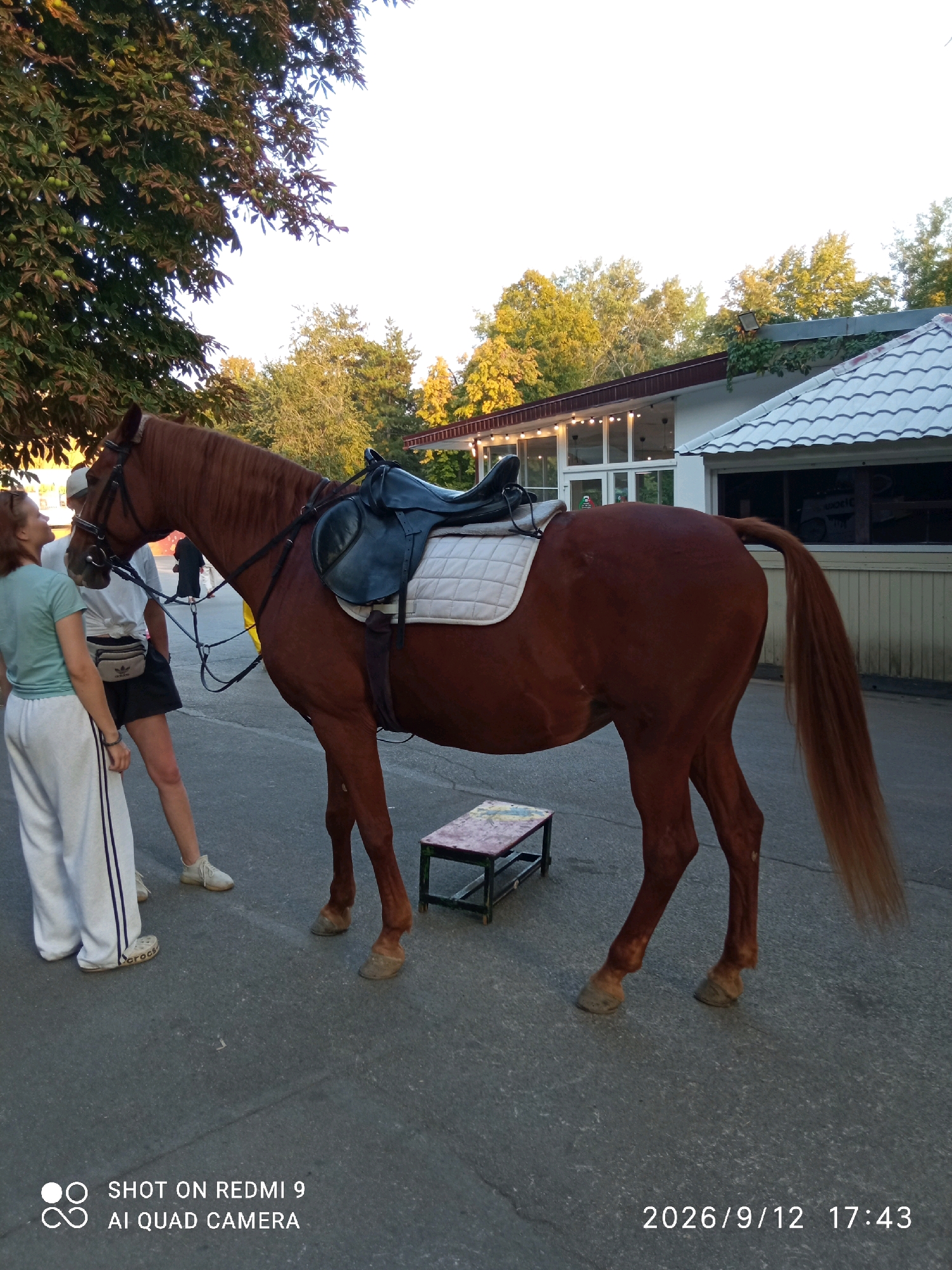 An adult horse, a bay in color, stands tethered outdoors, saddled and bridled, facing left. Two individuals, one appearing as a woman wearing a light green t-shirt and white pants with dark stripes, and another as a person in a white t-shirt and black shorts, stand near the horse. The horse is positioned on an asphalt surface in front of a building with a white tiled roof and large glass windows, suggesting a commercial establishment. Trees with green and yellow foliage are visible in the background, indicating an outdoor setting, possibly a park or recreational area within the city of Rostov-on-Don, Russia, given the timestamp and location tag. The overall scene captures a moment of interaction or preparation involving the horse and people in a public space.