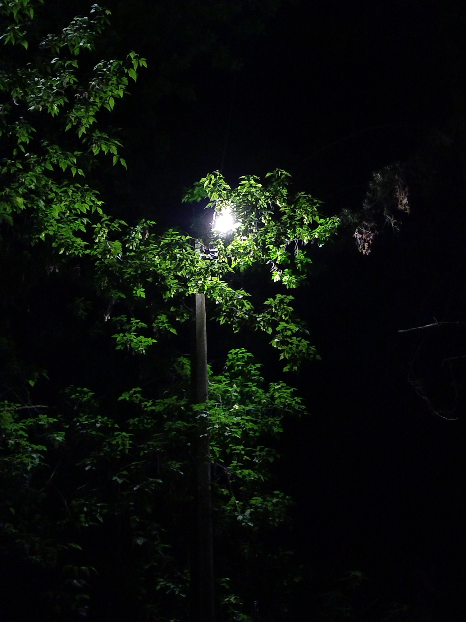A streetlamp illuminates trees at night in an unknown urban location. The streetlight casts a bright glow on the surrounding foliage, while the rest of the scene is shrouded in darkness. The lamp is mounted on a simple pole. The surrounding vegetation consists of trees with dense, green leaves. Some bare branches can be seen in the background.