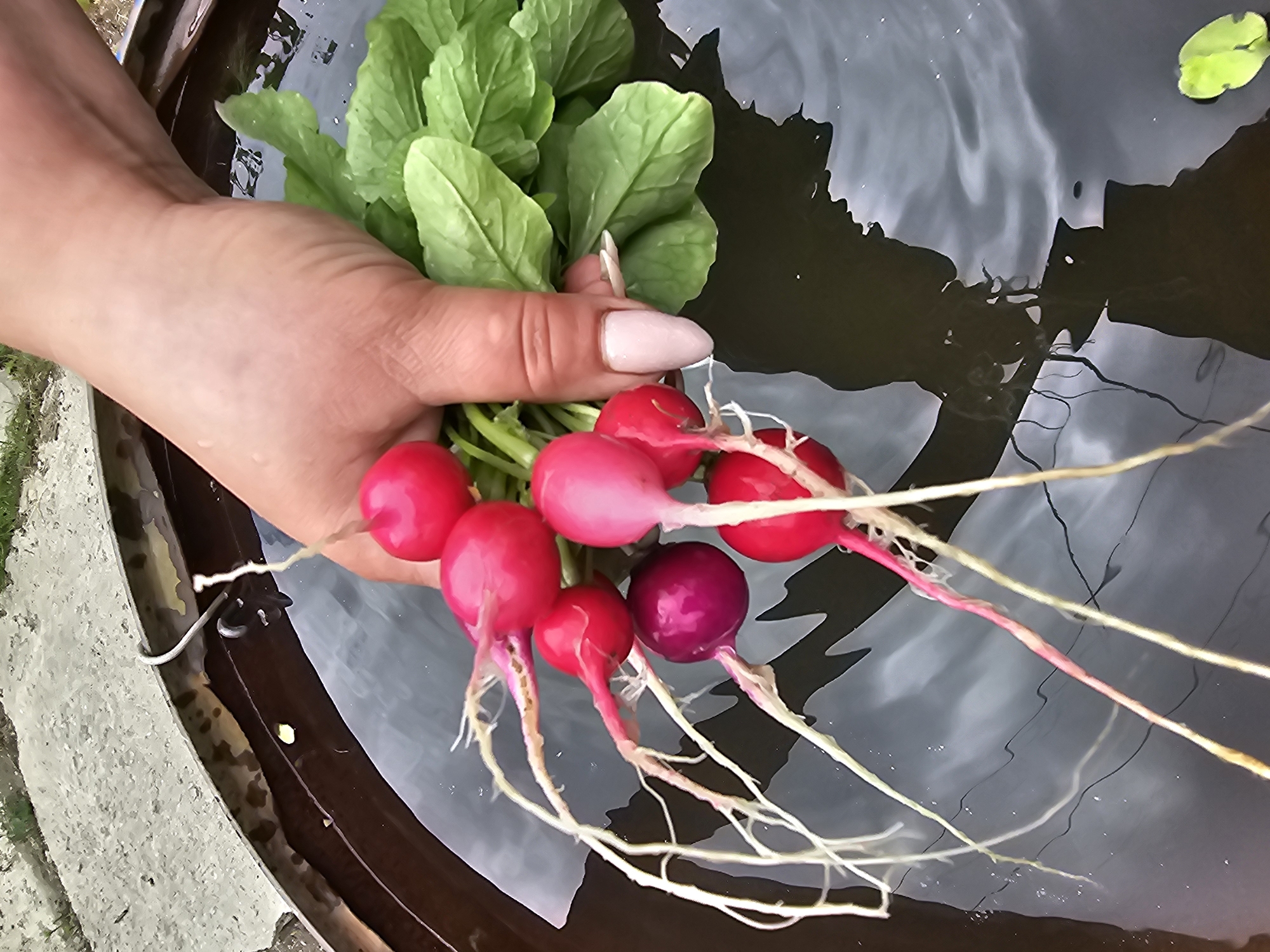 A person's hand, with a pale pink nail polish, holds a bunch of freshly harvested radishes. The radishes are small, round, and red, with some having a darker purple hue. They have long, thin white roots and green leafy tops. The radishes are submerged in dark, still water, likely in a barrel or basin. The water's surface reflects the sky and what appears to be the underside of the container's rim, which is textured and weathered. The background shows a strip of light-colored concrete or stone with some greenery visible beyond it. The scene is outdoors, possibly in a garden or yard. There are no visible landmarks to place this image specifically in Nakhodka, Russia.