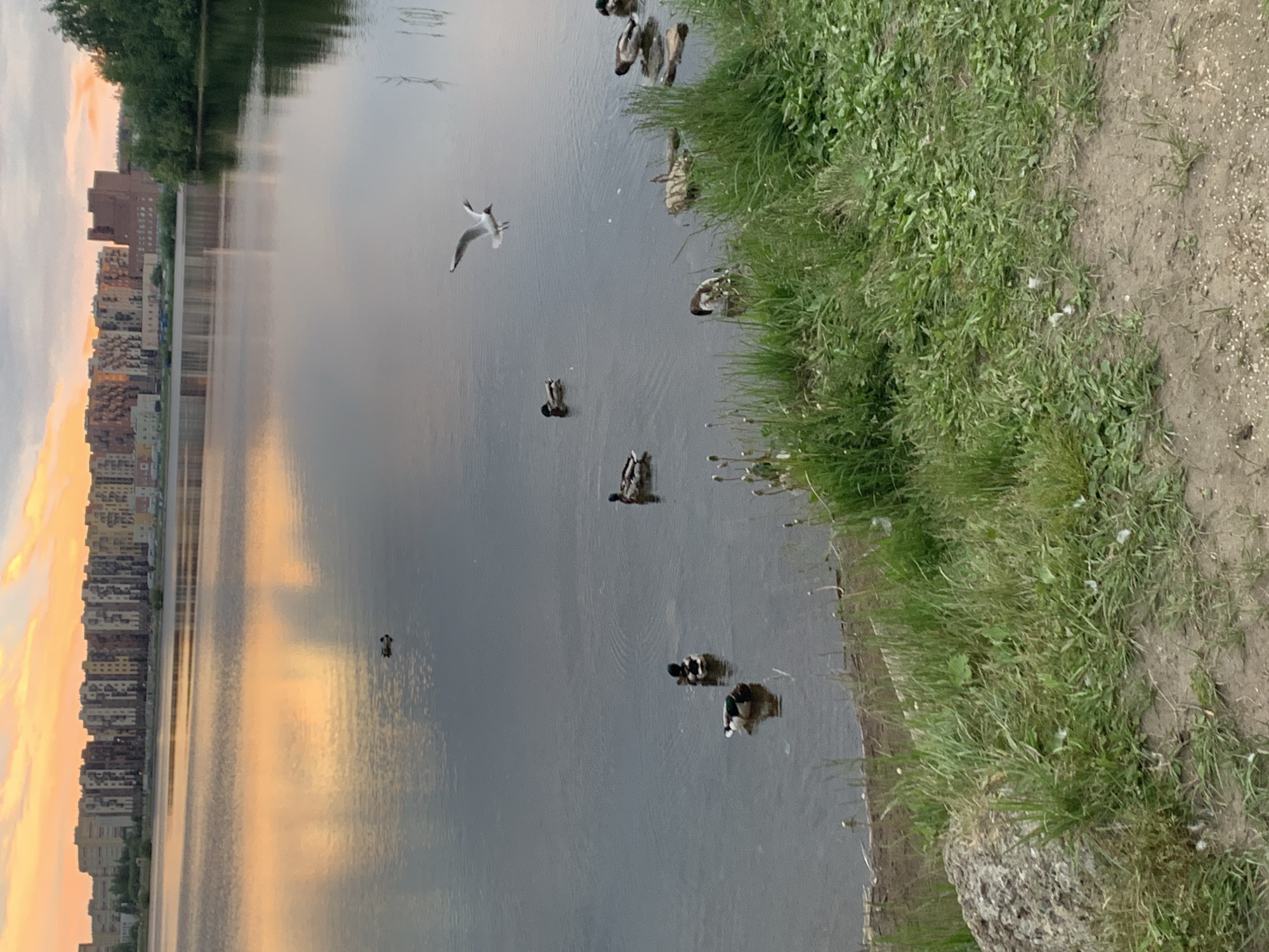This image depicts a waterfront scene in Severodvinsk, Russia, at either sunrise or sunset. The upper sky displays soft orange and yellow hues blended with grey clouds, which are reflected on the calm surface of a large body of water that dominates the midground. Along the far bank of the water, a lengthy row of multi-story residential buildings with varied architectural designs and earth-toned facades (brown, beige, dark accents) is visible. To the right of these buildings, a dense line of green trees and bushes marks the shoreline.
On the water, multiple ducks are present; approximately eight to nine individuals can be observed, some swimming and others partially obscured near the bank. One white gull is captured in mid-flight above the water in the mid-right section of the frame, with its wings extended. The immediate foreground features a mix of green grass, patches of bare dirt, and scattered small rocks. A larger, irregularly shaped, light-colored rock occupies the lower-left foreground. The overall lighting is soft and warm, characteristic of the golden hour.