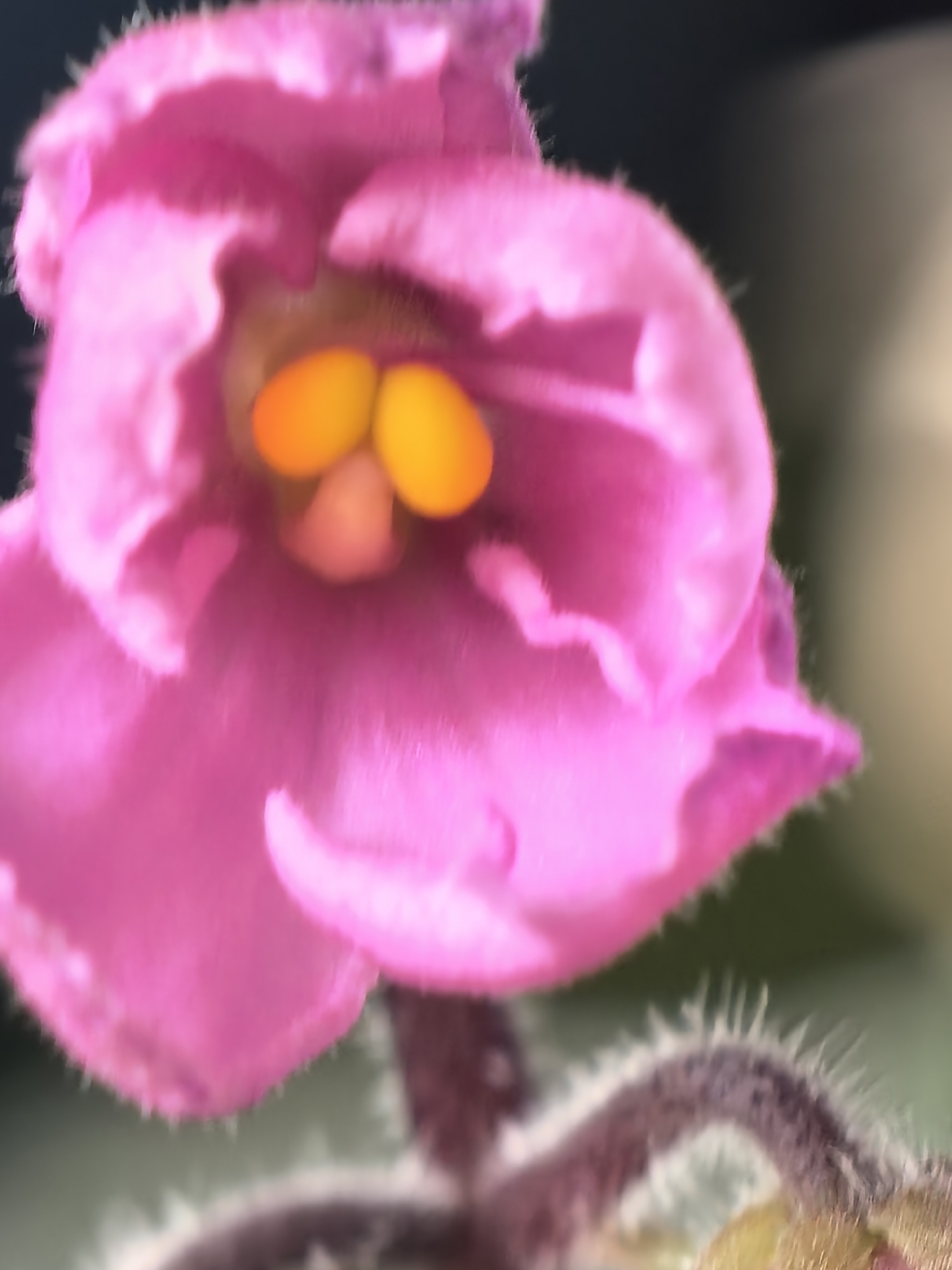 A close-up photograph depicts a pink African violet flower. The flower features yellow stamen visible inside its pink petals. The stem is hairy. The background is blurred. The location is unknown.