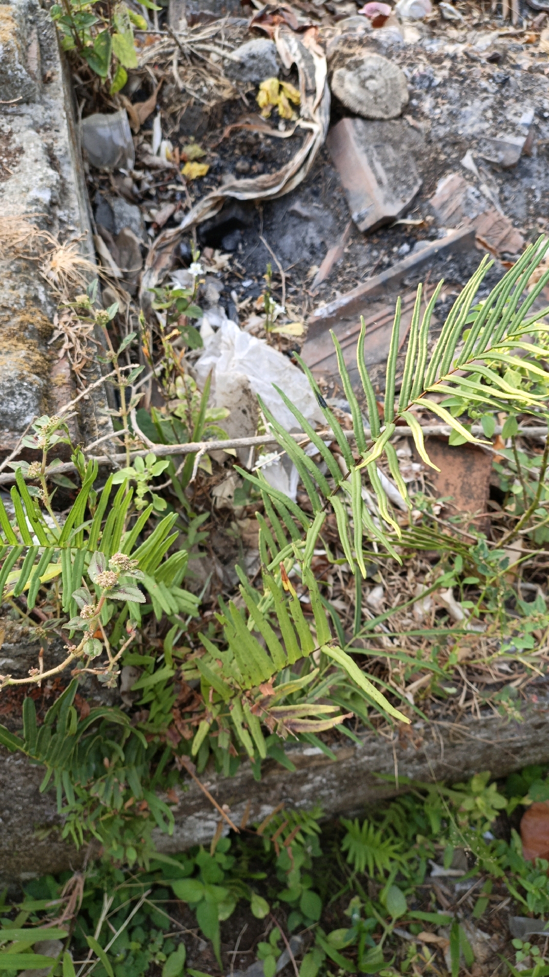 The image captures a close-up view of a patch of ground with various plants and debris. In the foreground, a cluster of green ferns with long, slender fronds is prominent. To the left, a smaller plant with delicate leaves and some seed heads is visible. Behind these plants, there is a scattering of loose soil, dry leaves, and what appears to be pieces of broken concrete or stone. Some white plastic material is also present amongst the debris. The overall impression is one of an untamed, natural area within a possibly urban or semi-urban environment, suggesting neglect or an undeveloped section of land. The location is identified as Cikal, Indonesia. No people are present in the image.