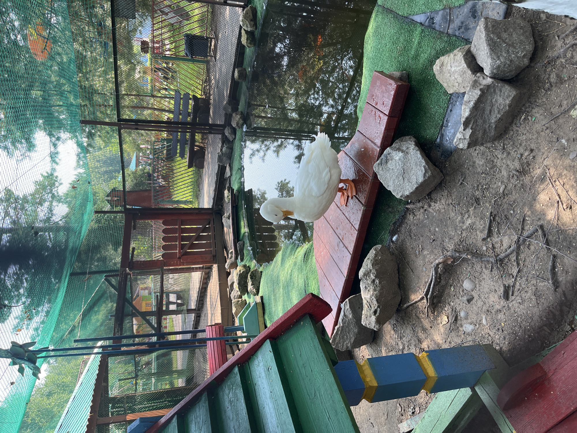 A white duck stands on a red wooden platform that extends into a pond. The duck is facing left, with its head slightly down. The pond is surrounded by green artificial turf and several large rocks. In the background, a colorful playground structure with red, green, and blue elements is visible. A fence encloses the area, with trees and other playground equipment visible beyond it. The scene appears to be an outdoor enclosure for ducks, possibly at a zoo or park. The location is identified as Chaikovsky, Russia.