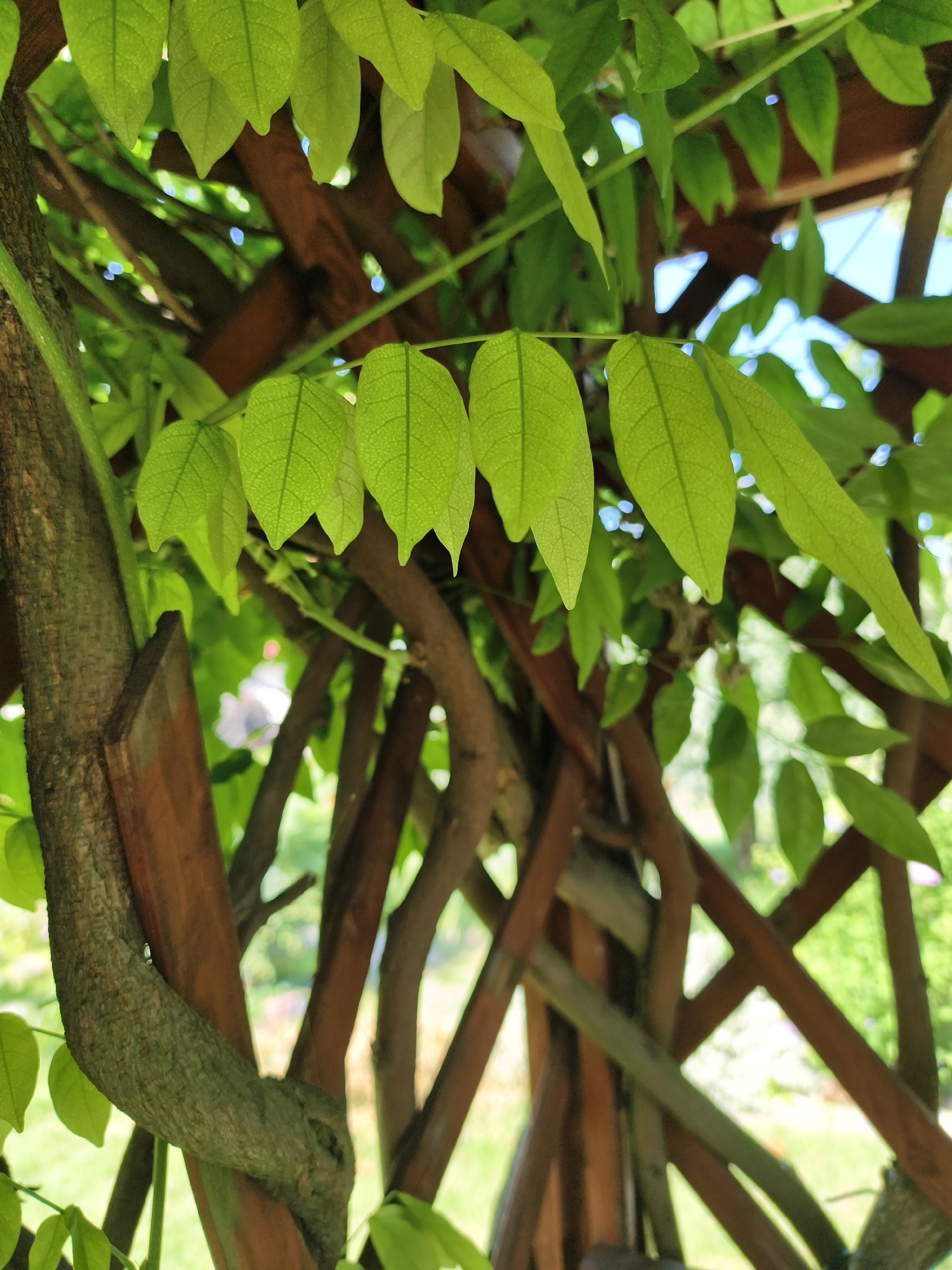 The image captures a close-up view of bright green leaves against a backdrop of interwoven wooden structures. A tree trunk, textured and greenish-gray, is prominently featured on the left, with a vine wrapped around a dark brown wooden beam. The leaves, illuminated by sunlight, display visible veins and a slightly pointed shape. The wooden structure appears to be part of an outdoor garden or pergola, with a lattice-like design formed by numerous brown wooden branches and beams. Through the gaps in the structure, out-of-focus greenery and glimpses of the sky can be seen, suggesting an outdoor setting. The overall impression is one of lush vegetation and rustic construction. The image does not contain any people or indicate a specific location in Tczew, Poland.