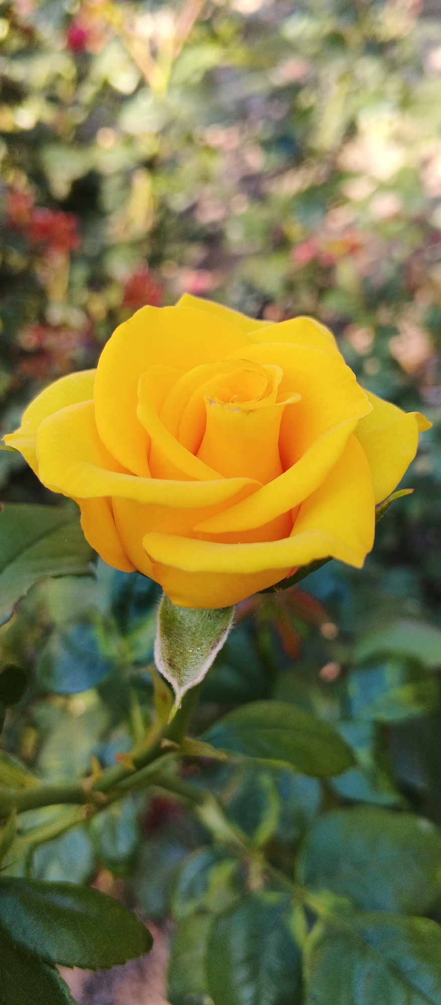 A close-up, vertical shot captures a vibrant yellow rose in full bloom against a softly blurred background of green foliage and hints of red flowers. The rose's petals are tightly furled in the center, gradually opening outwards to reveal their smooth, delicate texture. A fuzzy, green bud rests beneath the bloom, connected by a thorny stem. The background suggests an outdoor garden setting, possibly within the city of Smila, Ukraine, characterized by the dappled sunlight filtering through leaves and the natural arrangement of plants. No people or specific actions are depicted; the focus is solely on the beauty and detail of the single rose.