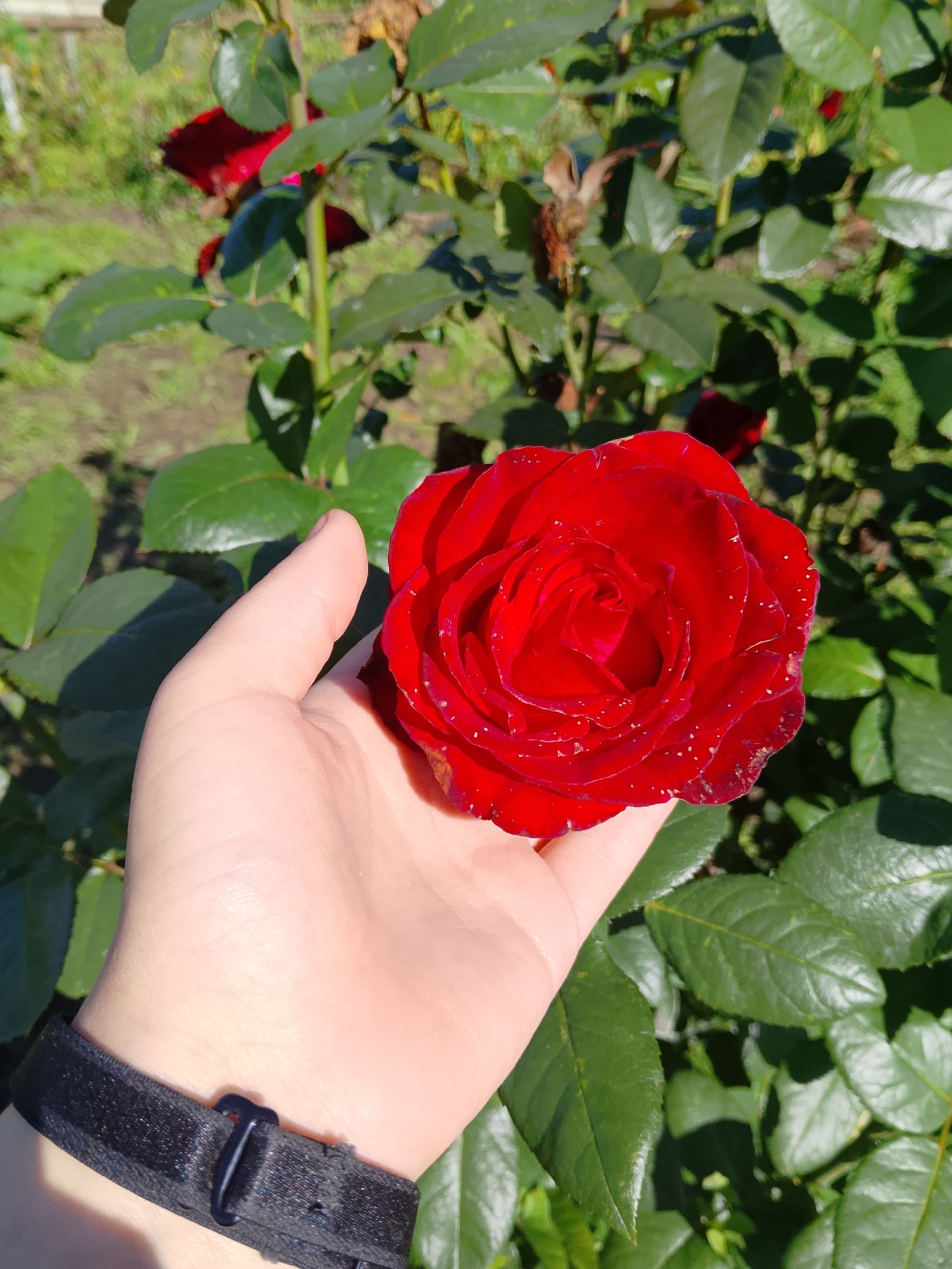 In Verkhopol'e, Russia, a hand with a black watchband holds a vibrant red rose, its petals adorned with small water droplets. The rose is positioned in the foreground, against a backdrop of lush green rose bushes. Sunlight illuminates the scene, casting shadows and highlighting the textures of both the flower and the foliage. The background shows more rose plants and a hint of the natural environment.