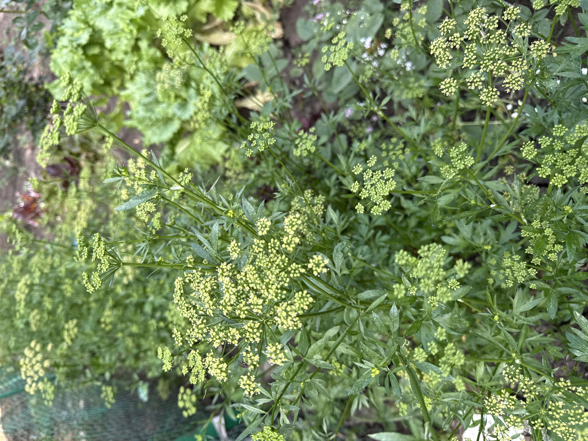 In the city of Bereznehuvate, Ukraine, a close-up, eye-level shot captures a cluster of delicate, pale green flowers with feathery leaves. The plants are a focal point, with their intricate umbel-shaped flower heads and thin, branching stems. The background is softly blurred, revealing more greenery, including what appears to be lettuce and other garden plants, suggesting an outdoor garden setting. The overall impression is one of natural growth and the subtle beauty of flowering herbs or wild plants.