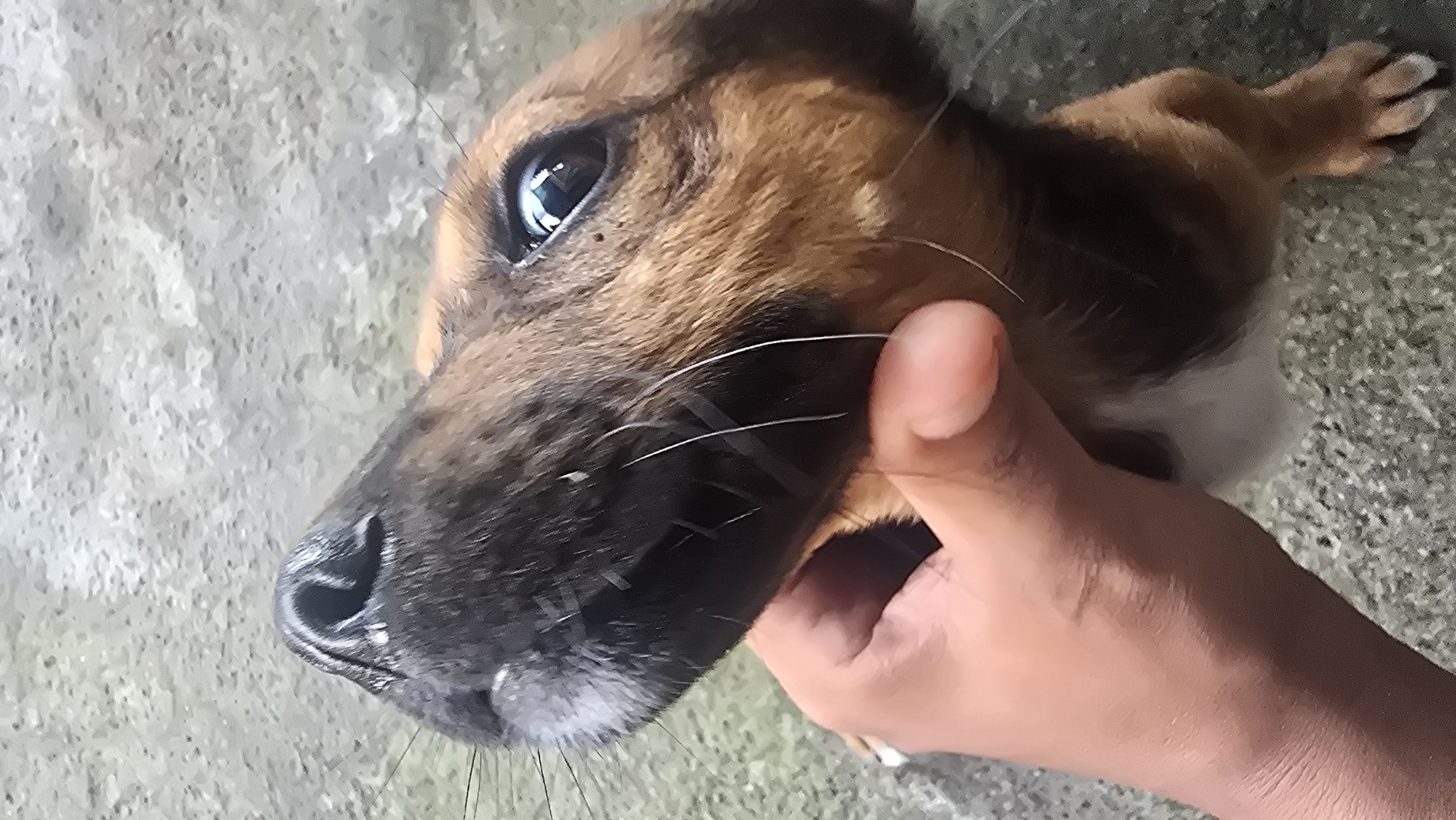 The image captures a close-up, high-angle view of a young dog being gently petted by a human hand. The dog, likely a puppy, has short, bi-colored fur, predominantly brown and black with some white patches visible on its chest or underside. Its dark, wet-looking nose is prominent on the left, surrounded by numerous long, white whiskers. One of its eyes, dark and reflective, is clearly visible, gazing slightly upwards and to the left, reflecting the bright ambient light.
A human hand, appearing to have a light-to-medium skin tone, is positioned on the right side of the dog's face, with fingers softly cupping its cheek and jaw area. The interaction between the hand and the dog appears gentle and affectionate.
The background consists of a textured, light grey surface, possibly concrete or stone, indicating an outdoor or semi-outdoor setting. The bright, natural illumination suggests it is daytime. There is no visible text in the image. This scene takes place in Seririt, Indonesia.
