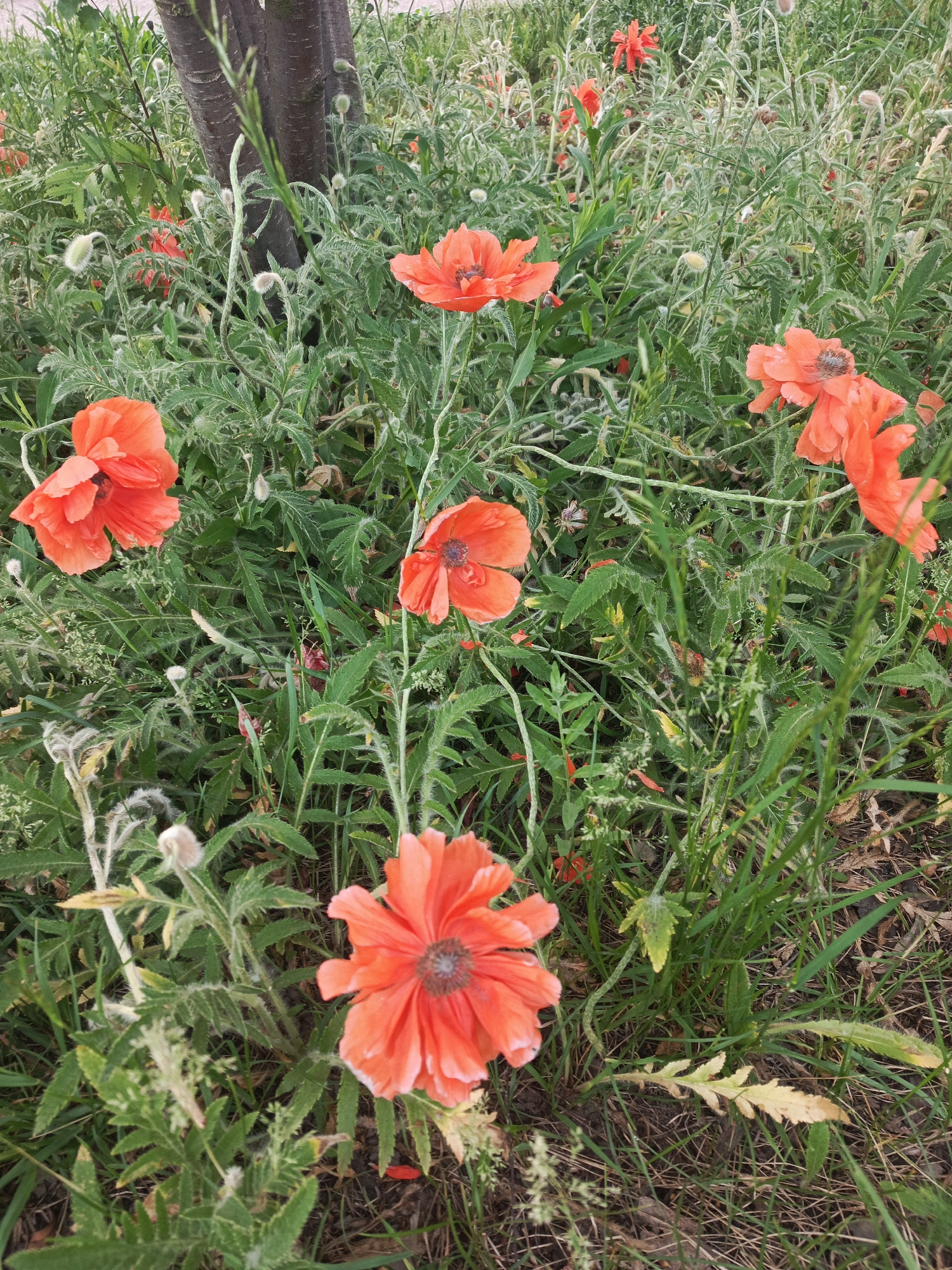 This vertical shot presents a vibrant natural scene filled with several orange-red poppies interspersed within a dense bed of green foliage and grasses, located in Chaikovsky, Russia. The poppies are the primary subjects, showcased in various stages of bloom; some are fully open, revealing delicate, crinkled petals and distinct dark centers, while others appear as fuzzy, elongated buds covered in fine white hairs.
The surrounding environment consists of lush, varied green plants, including serrated and hairy leaves characteristic of poppies, along with other wild grasses and smaller flora, creating an untamed, natural setting. A dark, textured tree trunk is partially visible on the left, grounding the scene and hinting at a wooded or overgrown area. Patches of dirt and dry organic matter are visible on the ground beneath the dense vegetation.
The lighting is soft and diffused, indicative of daytime, possibly an overcast sky or indirect sunlight, as no harsh shadows are cast. This gentle illumination accentuates the bright hues of the poppies against the rich green backdrop. The scene evokes a feeling of natural beauty and tranquility. There is no human activity or visible text in the image.