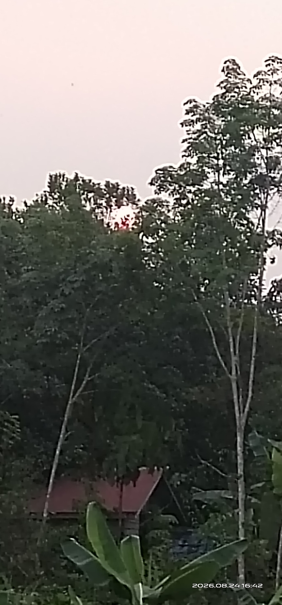 The image shows a tree canopy with a red-roofed structure partially visible behind it. A faint red glow, possibly from the setting sun, is visible through the trees. The scene is predominantly green, with the sky appearing pale. In the lower right corner, a timestamp reads "2026.08.24 16:42". No people or specific actions are depicted. The environment appears to be a natural setting, possibly rural, with lush vegetation and a simple building.