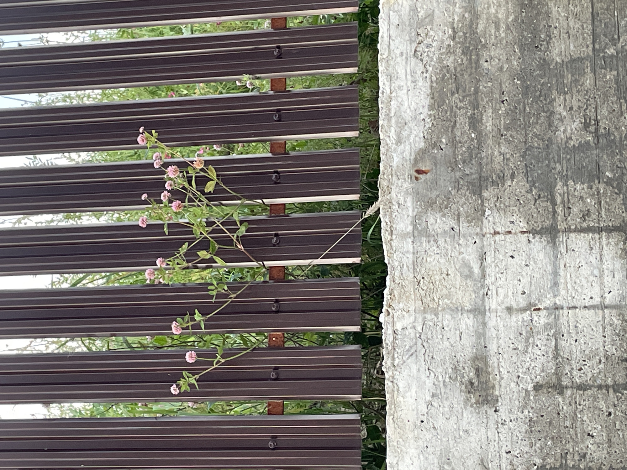 In Bârnova, Romania, a cluster of delicate pink flowers with green leaves grows in front of a brown metal fence. The fence is composed of vertical, corrugated panels, with some appearing slightly rusted at the joints. Behind the fence, lush green foliage is visible, suggesting an outdoor, possibly natural setting. In the foreground, a rough, light-colored concrete structure occupies the bottom portion of the image, its texture characterized by a coarse aggregate and some superficial staining. The lighting indicates it is daytime, with sunlight illuminating the scene. There are no people or animals present in the image.