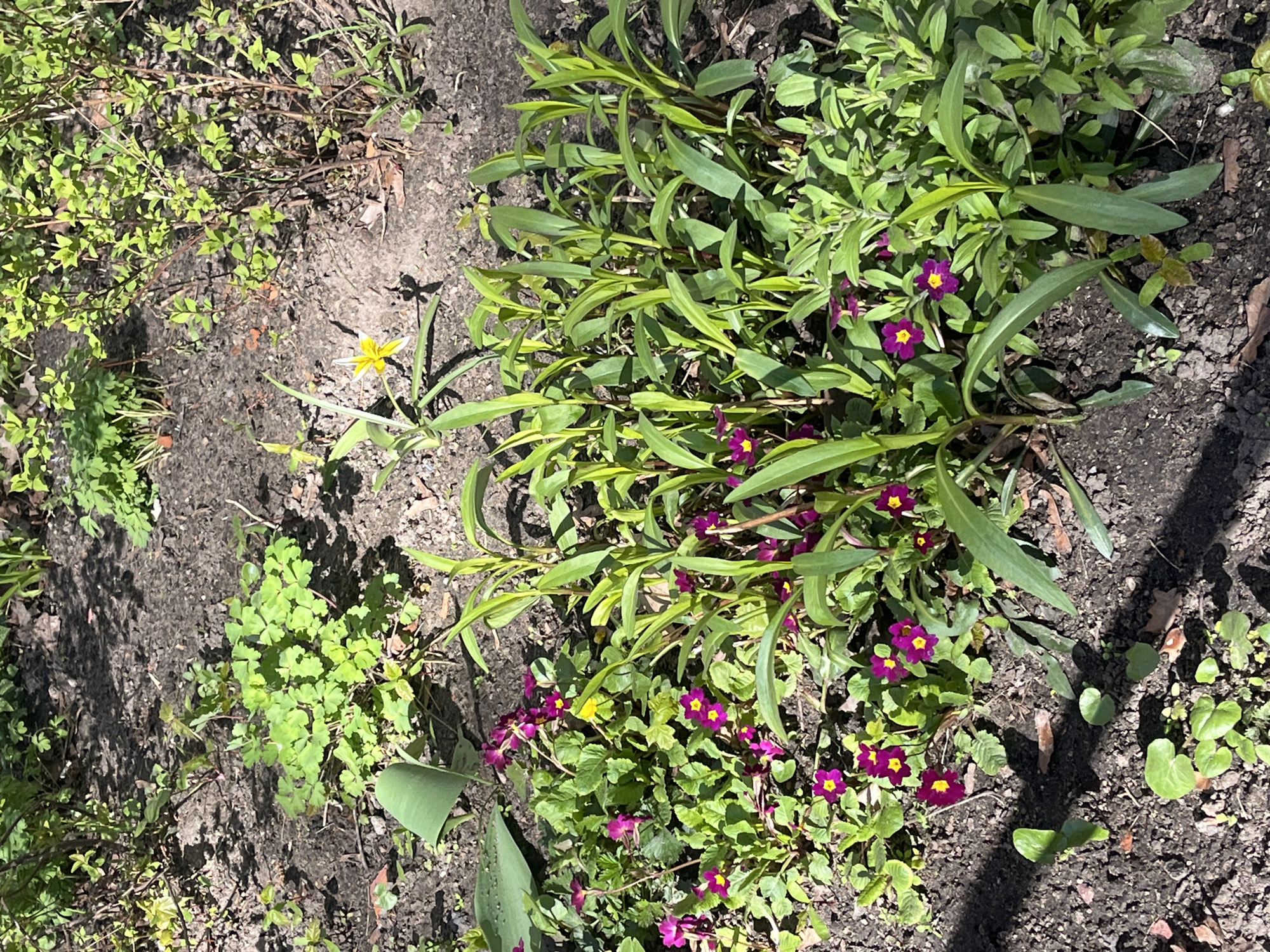 The image shows a patch of garden with various plants. There is a cluster of plants with long, green leaves and dark pink flowers with yellow centers. Other plants include small, light green foliage and a single, small yellow flower. The plants are growing in dark soil. The location is an urban garden.