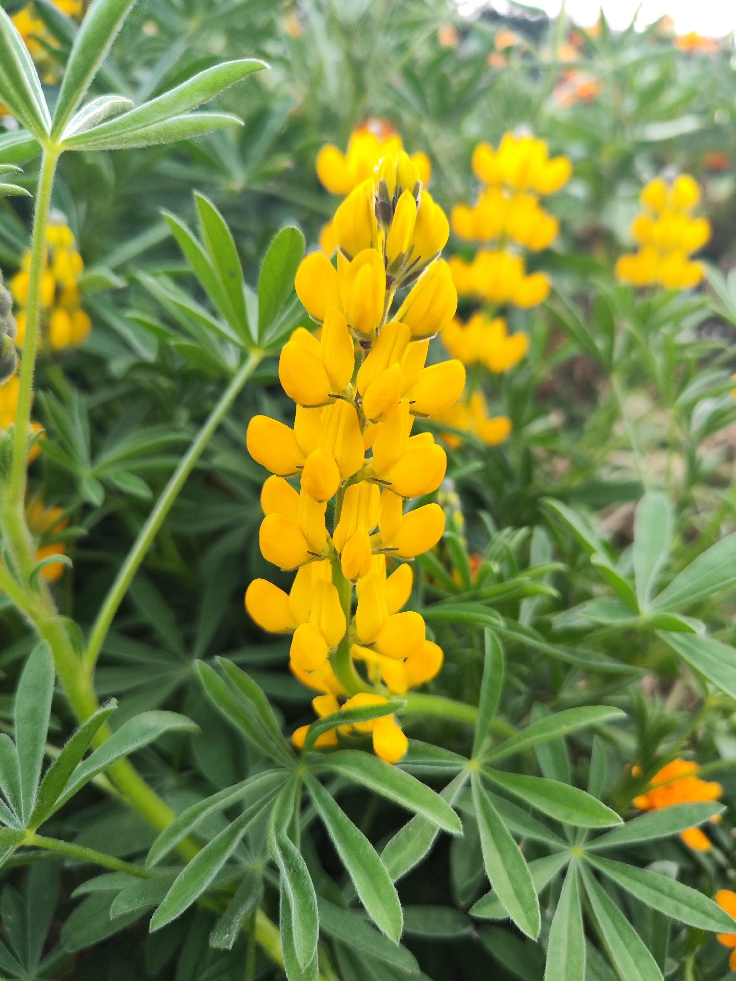A medium shot captures a vibrant yellow lupine flower in full bloom. The flower is the focal point, rising vertically from a bed of green leaves with a distinctive, multi-fingered shape. Other yellow lupines are seen in the background, though less in focus. The leaves and stalks appear slightly fuzzy. The location is the city of Ribeira Grande, Portugal, but there are no human subjects, interactions, or actions depicted, just the plant life.