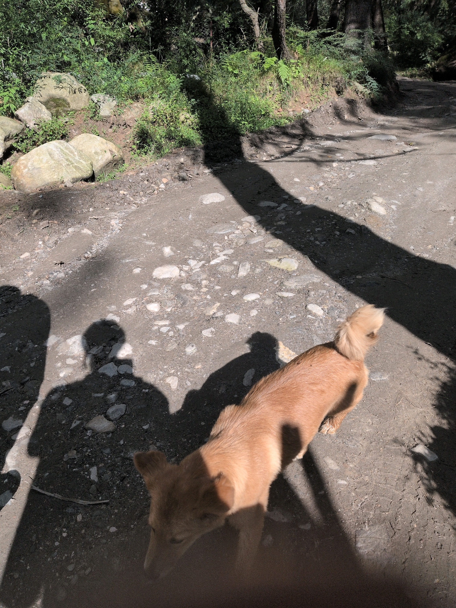 A small, light brown dog walks on a dirt path in a wooded area with dappled sunlight. The dog is in the foreground, facing away from the camera and slightly to the left. Its tail is curled upwards. To the left of the dog, two human shadows are cast on the path, suggesting the presence of at least two people who are out of frame. The path is covered with small rocks and pebbles, and surrounded by green foliage, rocks, and trees. The scene appears to be located in a natural setting outside of a city.