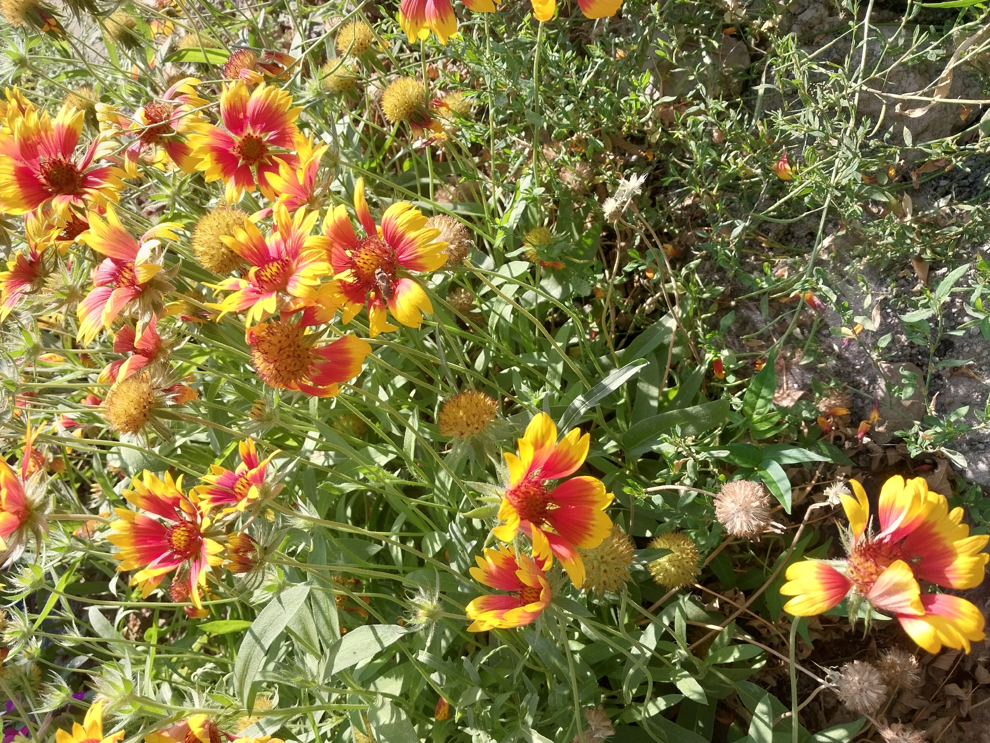 The image shows a patch of Blanket Flowers (Gaillardia) in a sunlit outdoor environment. The flowers are predominantly yellow and red, with some appearing to be in various stages of bloom or wilting. Green foliage and thin stems form a dense background. The ground beneath the flowers appears to be covered in dry leaves, dirt, and some small stones. There are no people or animals visible in the image. The scene is likely a garden or a natural setting within a park. Without further information or context, the specific location within the city of Dnipro, Ukraine cannot be determined from the image alone.