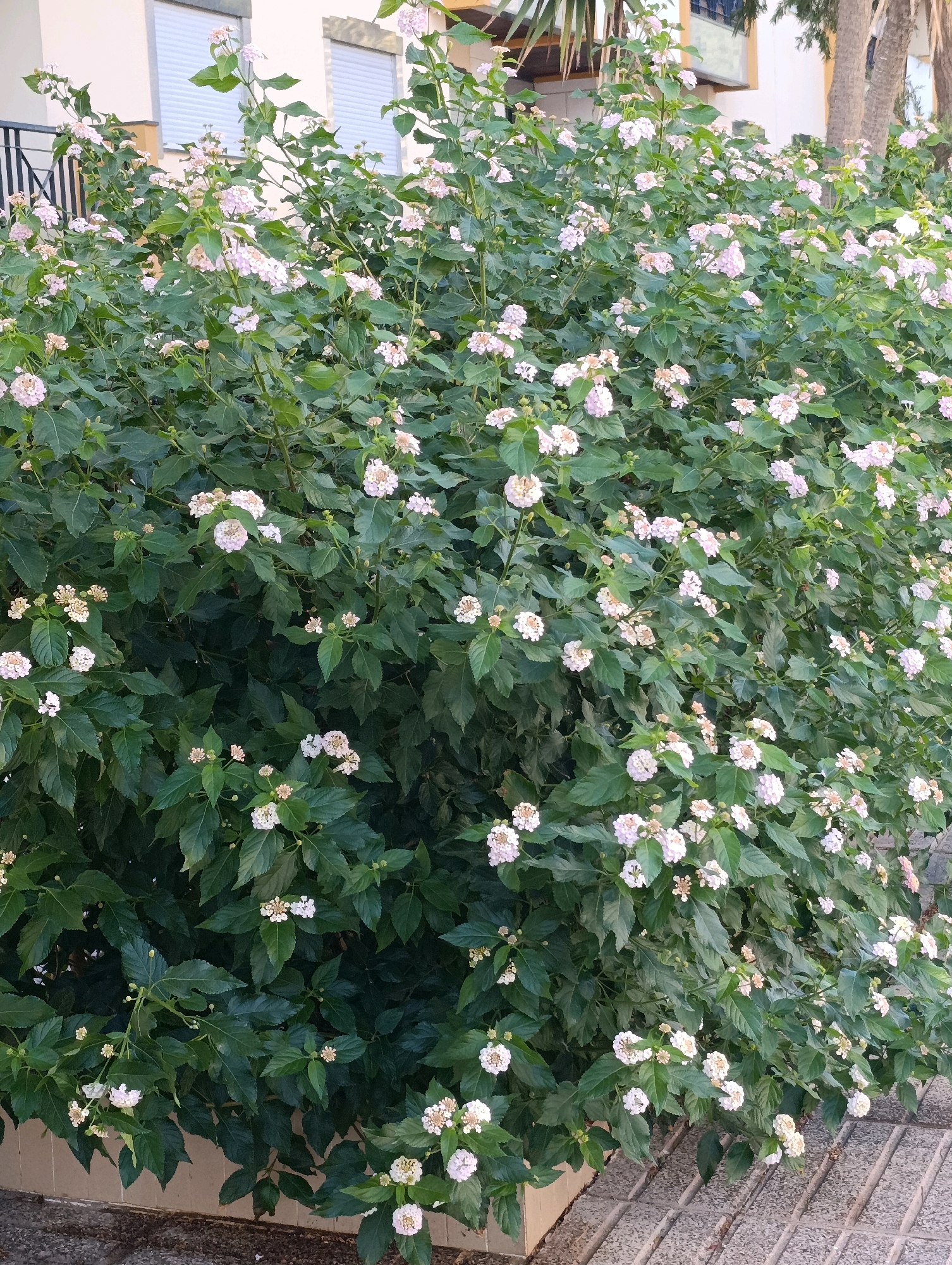 The image depicts a large, dense bush of Lantana camara flowers, displaying clusters of small, pale pink and white blossoms against a backdrop of dark green leaves. The bush is situated outdoors, likely in a city environment, as evidenced by the presence of a building with closed shutters and a balcony railing in the background. The ground in the foreground is paved with interlocking grey concrete tiles, suggesting a public space or a residential courtyard. The lighting indicates it is daytime, with soft shadows present. The scene is static, with no people or discernible activity. The presence of Lantana camara, a common ornamental plant, suggests this location is likely a garden, park, or landscaped area within Setúbal, Portugal.