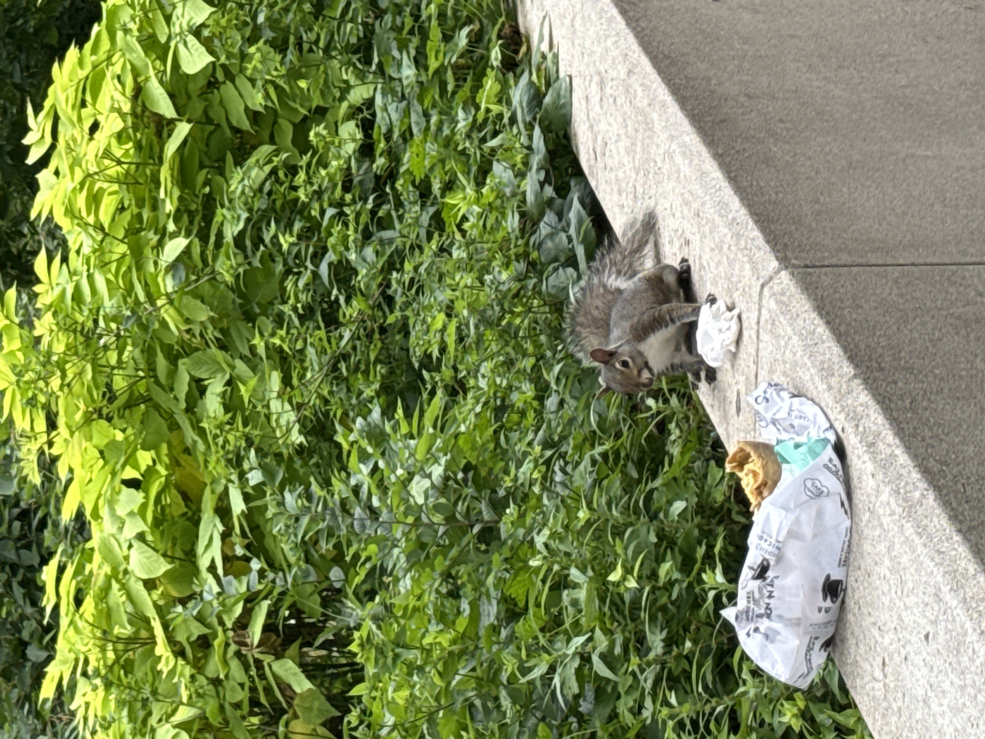A squirrel is on a stone ledge in front of a dense green bush. The squirrel is grey with a bushy tail and is facing left. To its left, there is a white paper bag that appears to have contained food, with some of the contents spilling out. The squirrel is near a white crumpled piece of paper. The background is filled with vibrant green foliage.