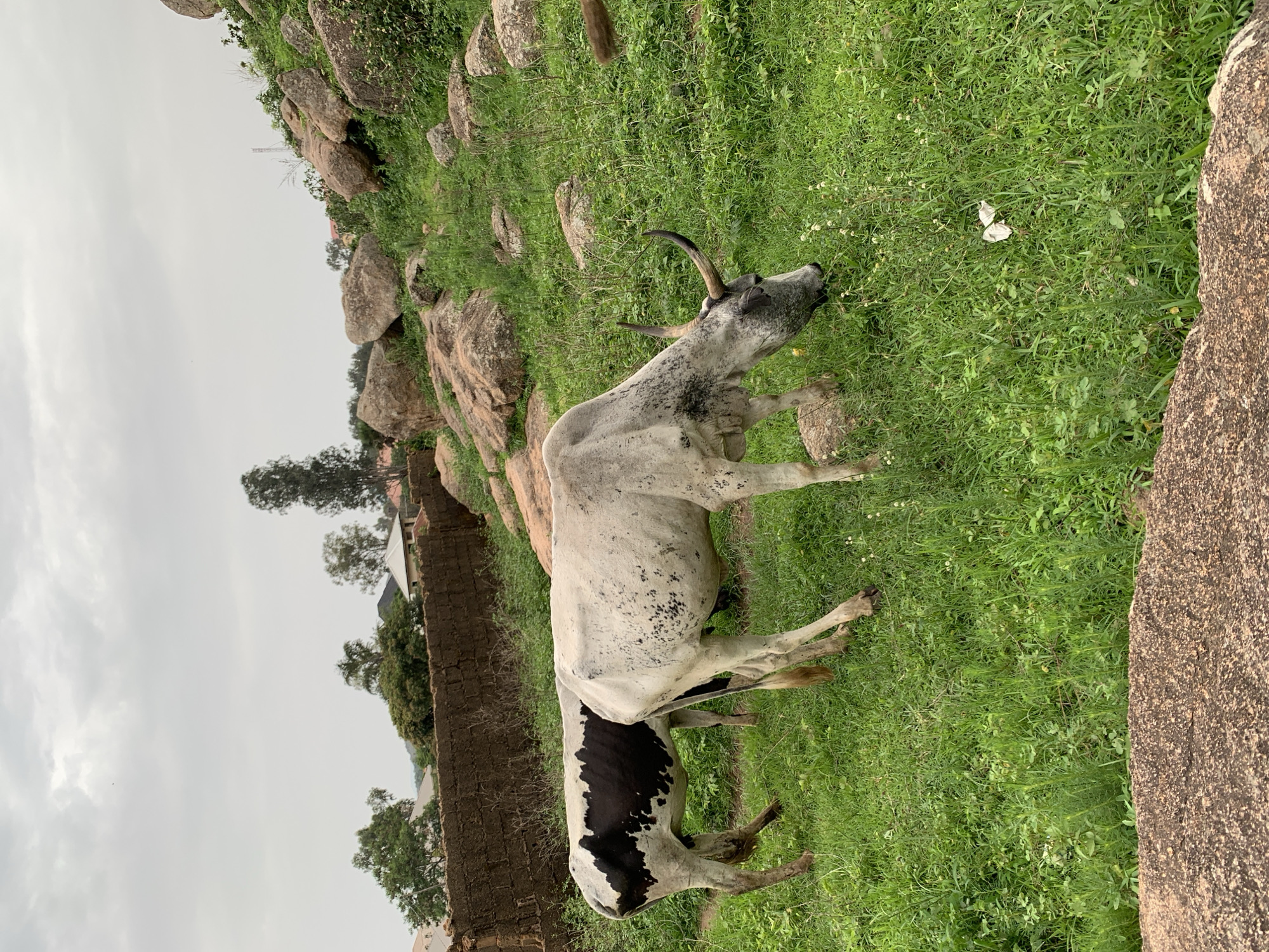 The image depicts an outdoor scene in the city of Jos, Nigeria. Two cattle are present in a grassy area with numerous large rocks. One cow, primarily white with black markings, is grazing in the foreground. Behind it, another cow, predominantly black and white, stands with its hindquarters visible. In the background, a low brick wall separates the grassy area from structures and trees, suggesting a semi-rural or residential setting within the city. The sky is overcast, and the overall environment appears natural and slightly unkempt.