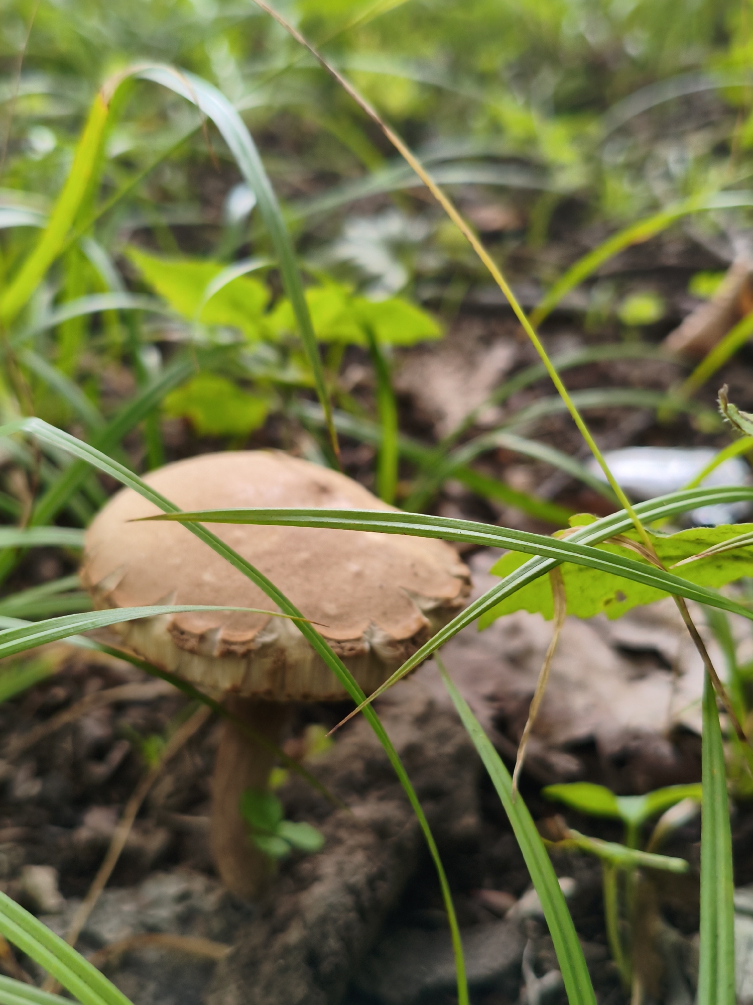 A close-up, ground-level shot captures a single mushroom with a light brown cap and a tan stem emerging from dark soil. The mushroom is partially obscured by lush green grass blades that crisscross the frame, creating a natural, somewhat wild setting. The background is a blur of green foliage and brown earth, suggesting a forest floor or a park environment within Vladivostok, Russia. There are no people or animals visible in the image.