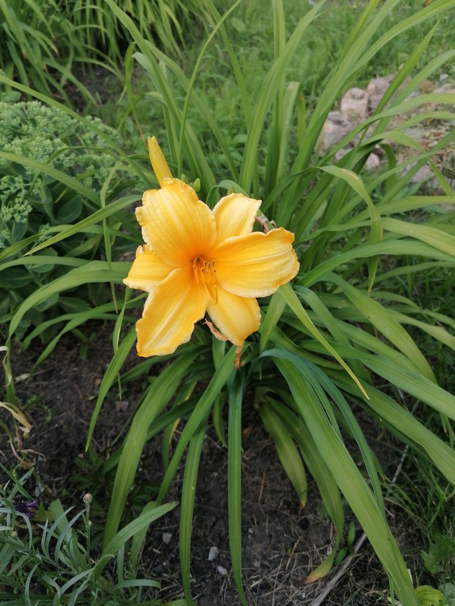 A close-up, overhead shot captures a vibrant yellow daylily in full bloom, its petals unfurling to reveal delicate stamens. The flower is nestled amidst a lush bed of its own long, green, grass-like foliage, which dominates the foreground and midground. To the left of the daylily, a cluster of smaller, green plants with tiny buds can be seen. The background is a blur of more greenery and some scattered rocks, suggesting an outdoor garden setting. The soil beneath the plants is dark and appears to be mulch or rich earth. The lighting suggests it is daytime, with soft light illuminating the flower. No people are visible in the frame. This scene is located in a garden in the village of Mylnikovo, Russia.