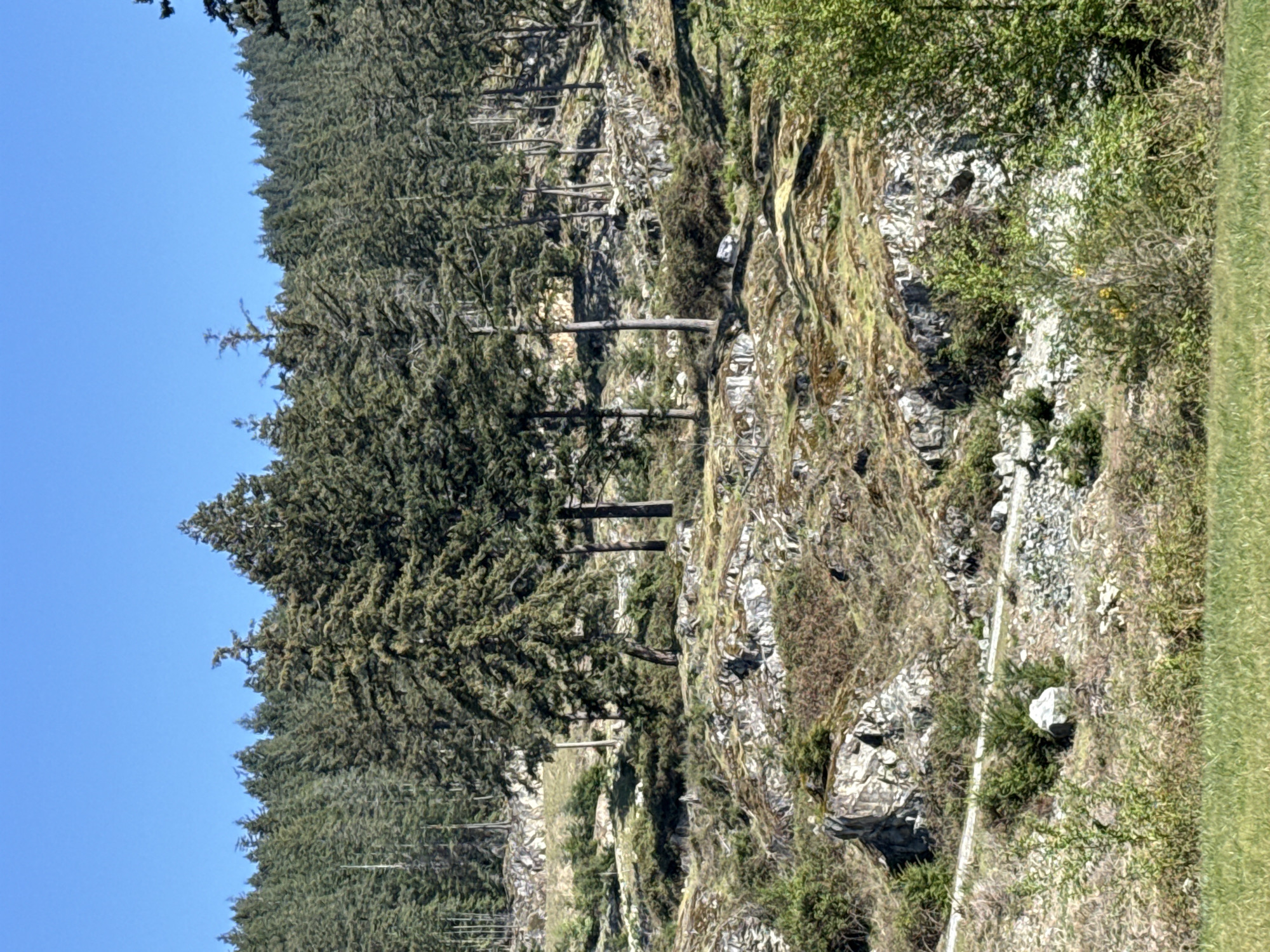 The image depicts a hillside landscape located within the Bowen Island Municipality, Canada. A dense forest of evergreen trees covers the left side of the image and the upper portions of the hillside, contrasting with the rocky and rugged terrain dominating the right side. Exposed rock faces are interspersed with patches of moss and scrub vegetation. Three fallen trees are noticeable as they run horizontally across the slope, connecting the forest to the rocky area. A trail or road cuts across the lower right portion of the image, bordered by grass and more vegetation. The sky is visible in the upper left corner and appears to be clear and blue.