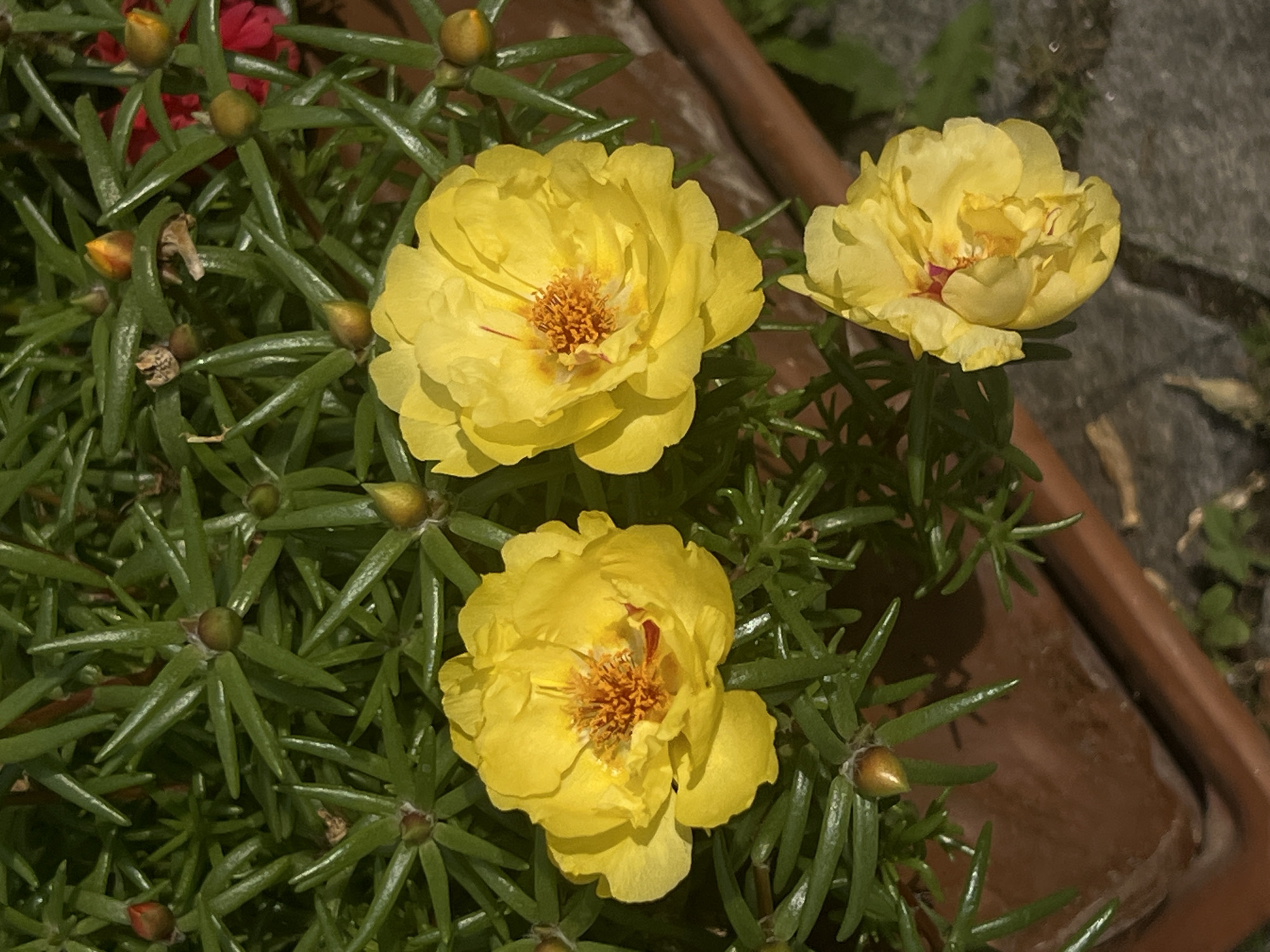 Three yellow flowers with vibrant orange centers are in full bloom, nestled amongst lush green foliage. The flowers have multiple delicate petals and appear to be part of a larger plant or arrangement. The background is a textured brown planter and a dark, cobbled surface. This scene is located outdoors, likely in a garden or patio setting, in the city of Moosburg, Germany. There are no people or animals present in the image.