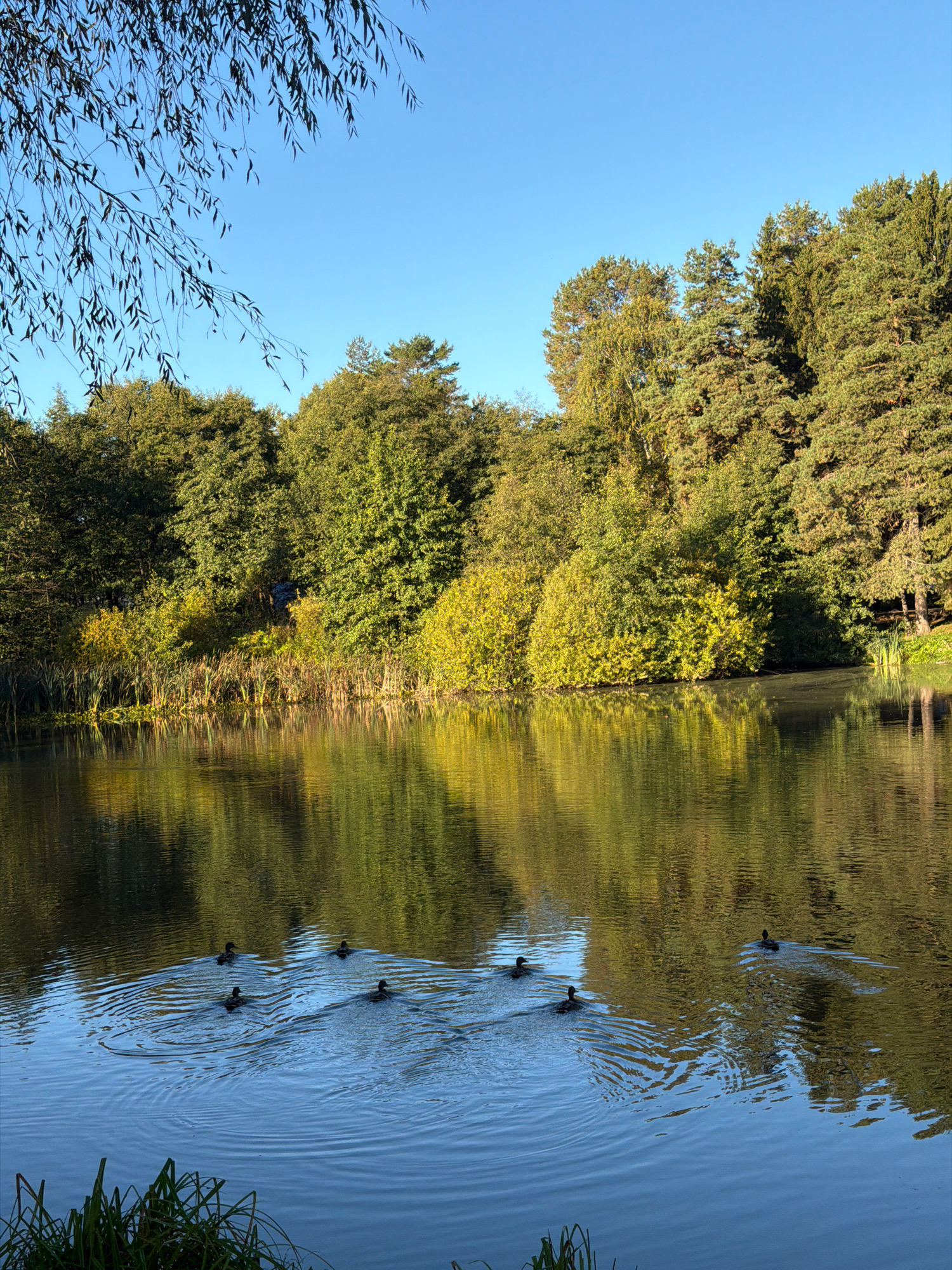 The image shows a tranquil lake scene with a dense forest bordering its edge. A flock of ducks is swimming in the foreground, creating ripples on the water's surface. The trees are lush and green, with some showing hints of autumn colors. The sky is a clear blue. The scene is likely a public park or natural reserve within the city of Chaikovsky, Russia, offering a serene natural escape.