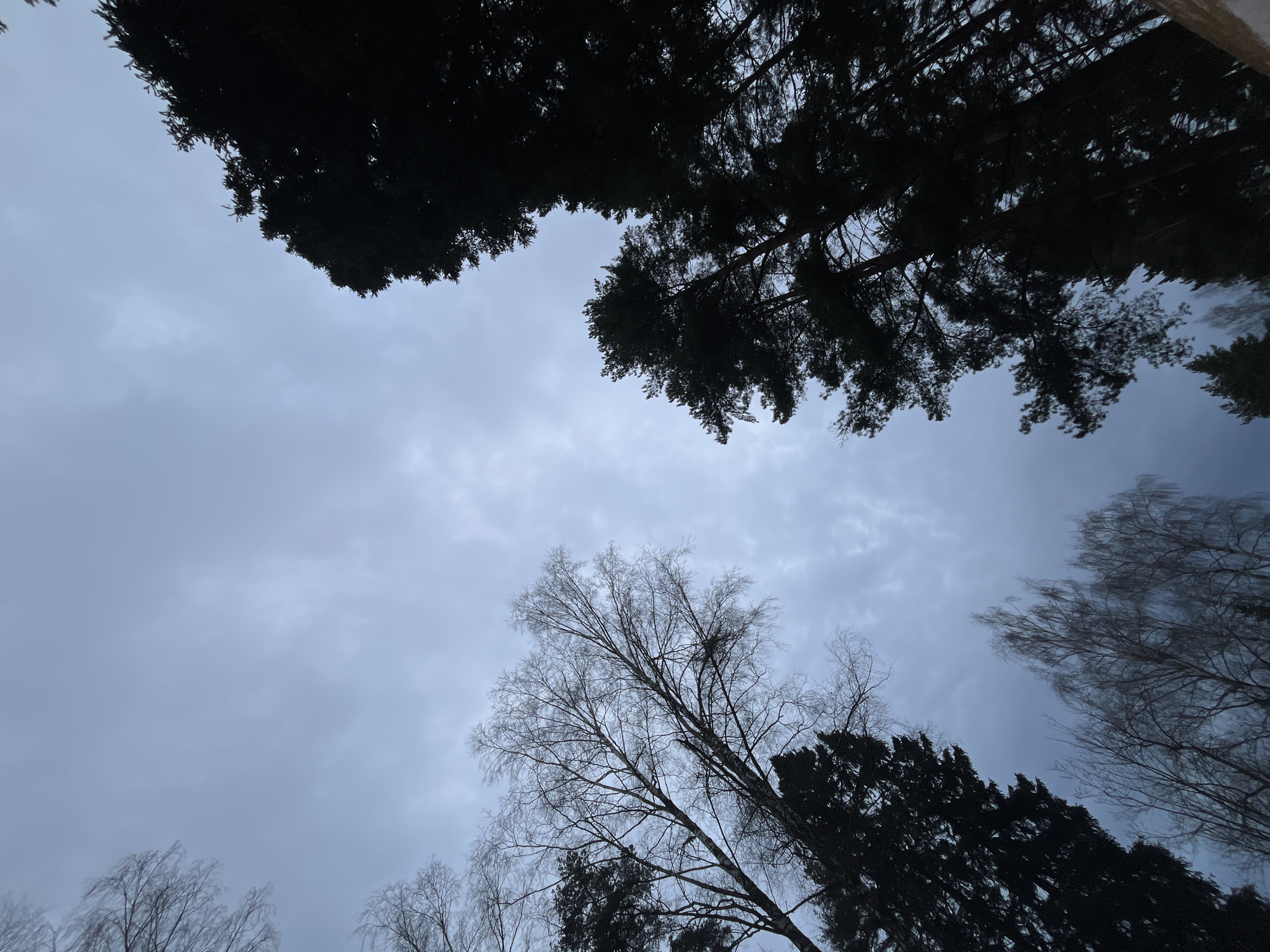 The image shows a view looking up through trees towards a cloudy sky. The trees include both coniferous and deciduous varieties, with some trees being bare of leaves, typical of winter or early spring. The sky is overcast with grey clouds. There is no information to confirm the exact location in Razdolie, Russia.