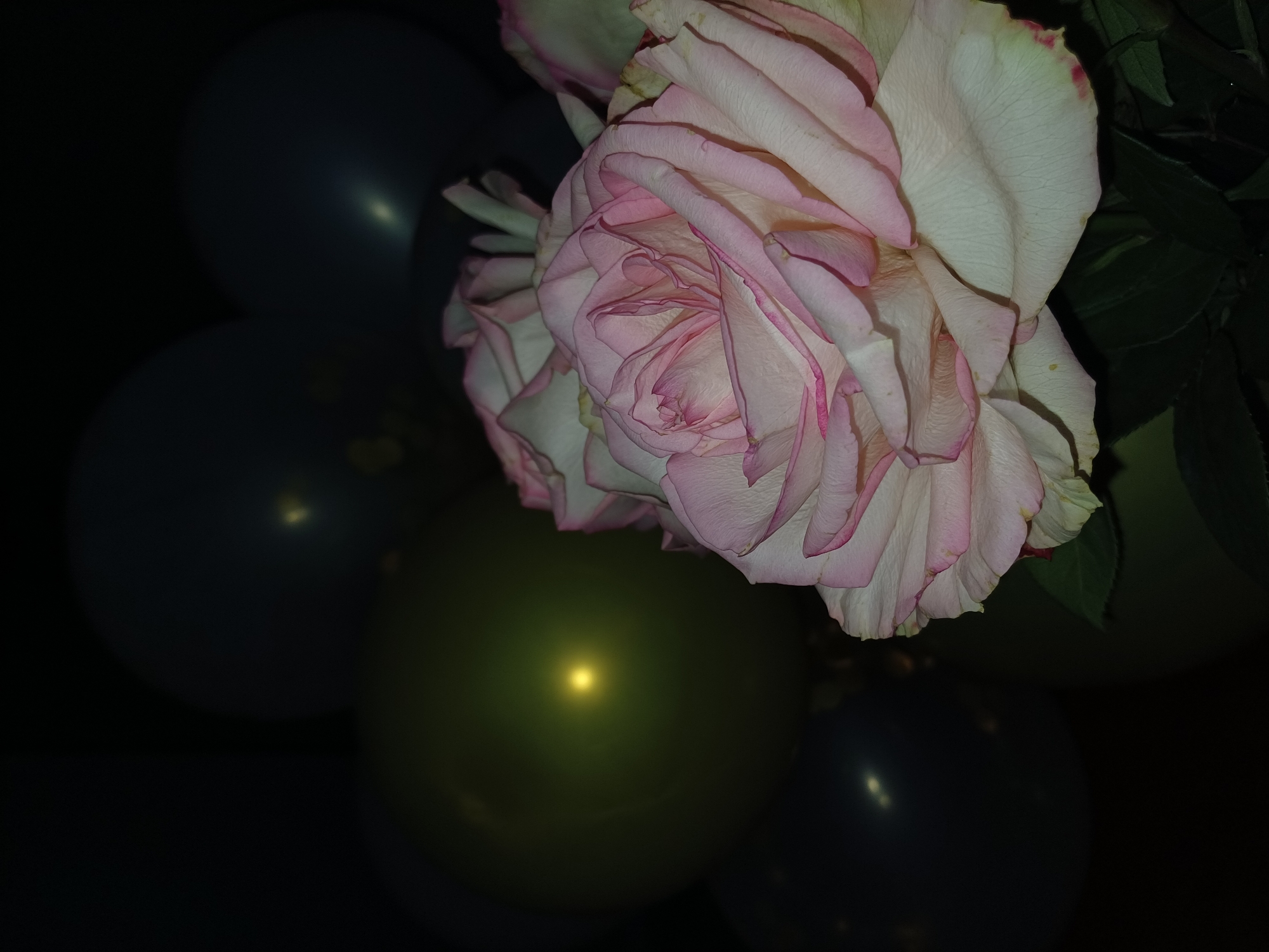 The image is a close-up shot of a delicate pink and white rose with multiple layers of petals. The rose is the dominant subject, filling the right and center portions of the frame. Its petals are soft and slightly ruffled, with subtle pink edges and some areas appearing almost translucent. Behind the rose, out of focus, are several balloons. One balloon, in the lower center, is a muted green and has a bright, soft yellow light reflecting on its surface. To the left and top, there are dark blue or navy balloons, also blurred. The background is dark and indistinct, suggesting a low-light environment. The lighting is dramatic, with the rose and the green balloon being the brightest elements, creating a soft, ethereal glow. The overall mood is serene and perhaps celebratory, given the presence of balloons, but the focus is clearly on the intricate beauty of the rose. There is no visible text in the image. The time of day is not apparent, but the darkness implies it is likely evening or night. The setting is unknown, but the combination of a rose and balloons might suggest a party or special occasion.