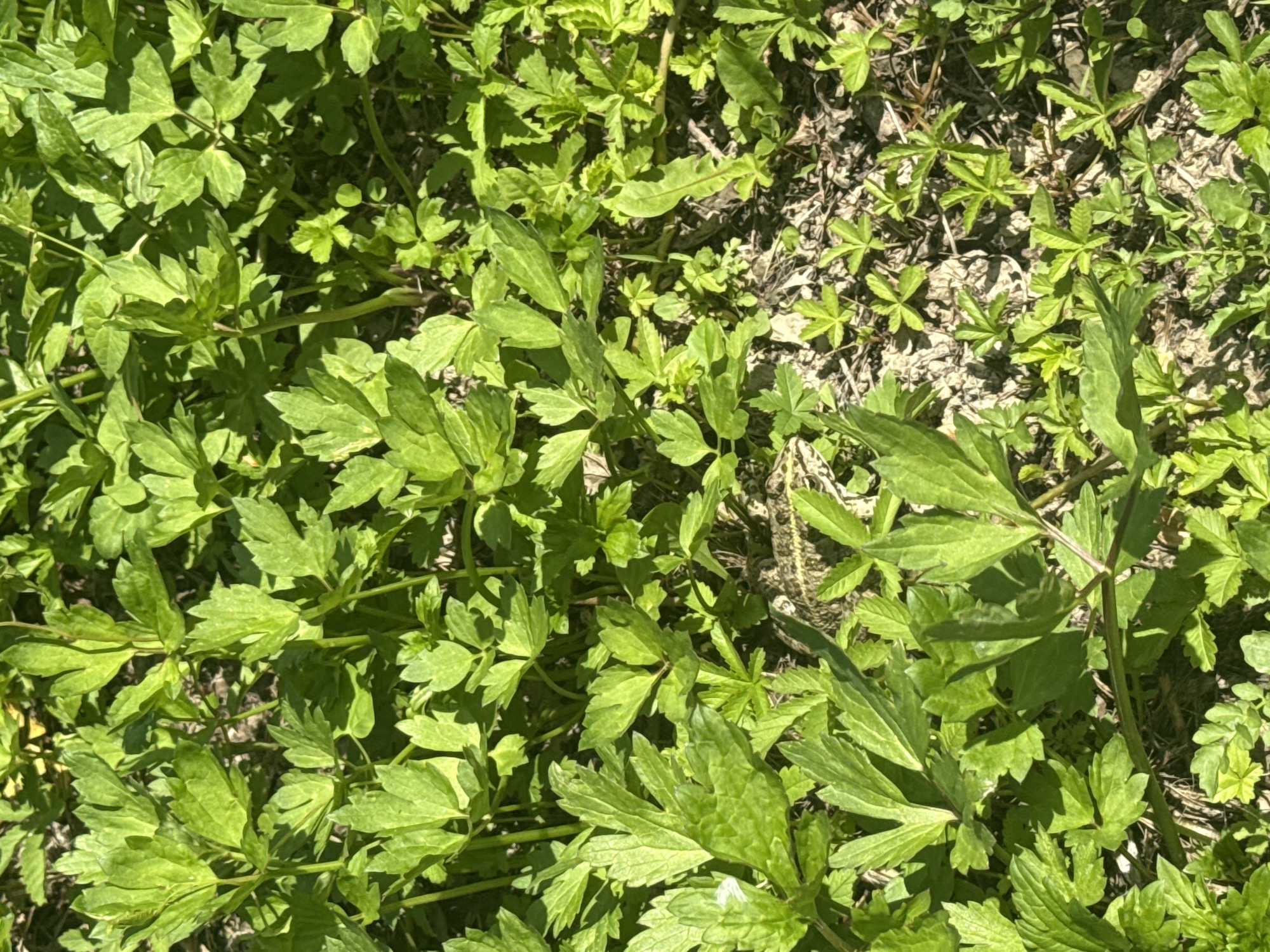 The image shows a close-up view of various green plants growing in a garden or field. The location is in Novo Oriahovo, Bulgaria. The plants have different leaf shapes and sizes. Some of the leaves are wide and palmate, while others are smaller and more rounded. The ground is visible in some areas, revealing bare soil and dried leaves. A toad is present, camouflaged amidst the foliage.