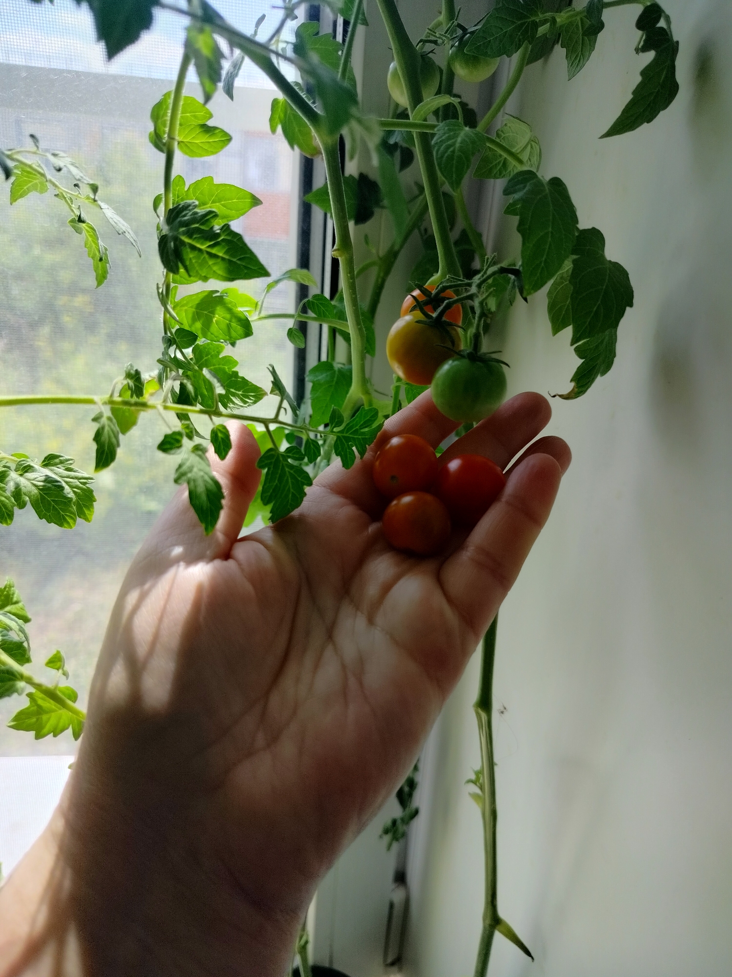 A human hand, showing visible palm lines and a light tan skin tone, is held open to catch four small, ripe cherry tomatoes. Two of the tomatoes are deep red, and two are a lighter reddish-orange. Above the hand, a tomato plant is visible with green leaves and developing tomatoes, some of which are still green. The plant is positioned near a window with a translucent screen, suggesting it is indoors. The background includes a blurry view of greenery and structures outside the window, and a plain wall to the right. The lighting casts shadows from the plant onto the hand. There is no discernible information within the image to indicate the location as Yashkino, Russia.