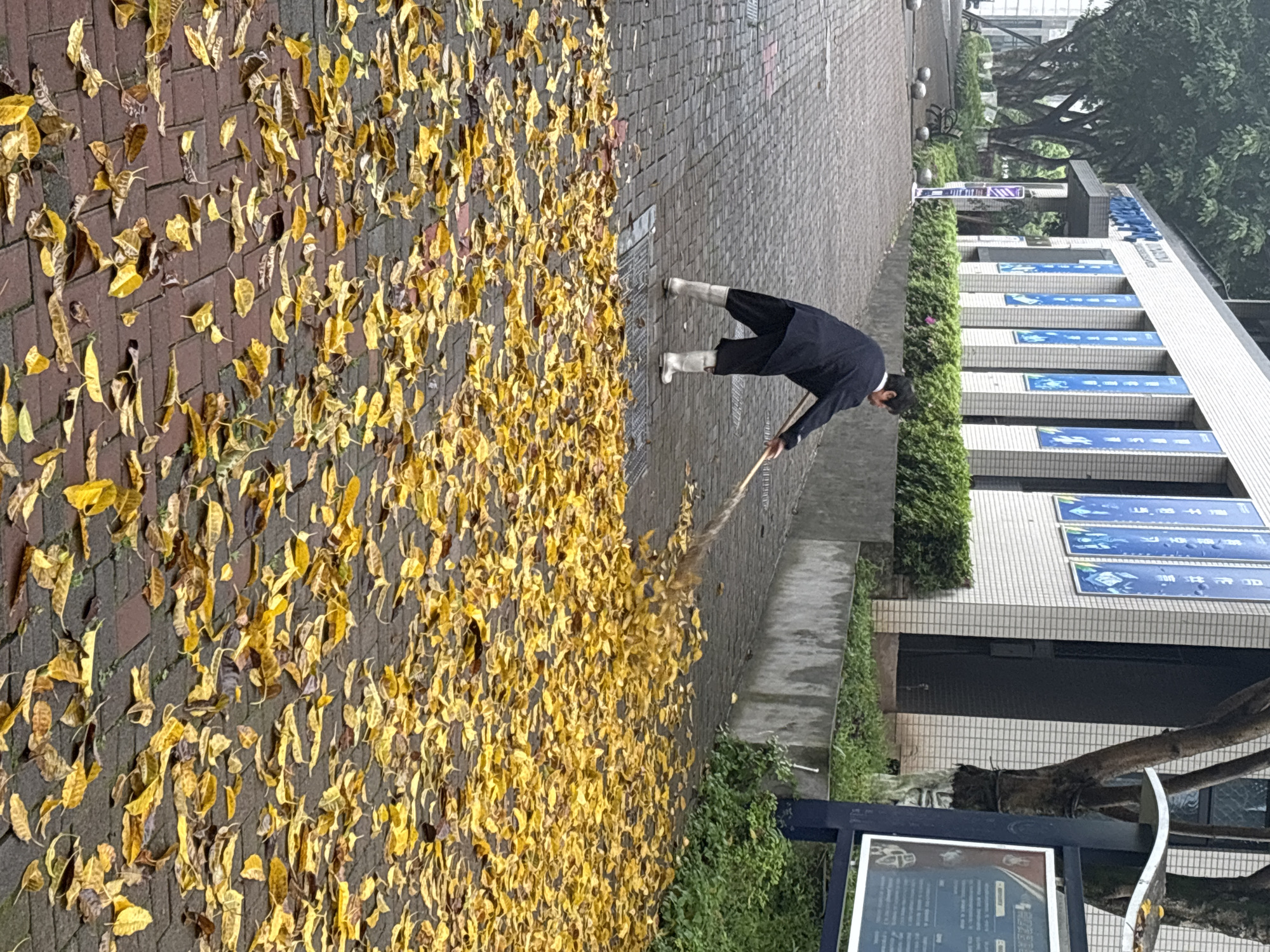 A person is sweeping fallen yellow leaves off a brick walkway. The person is wearing dark clothing and white boots. The walkway is bordered by a building with blue signage in Chinese characters, and the leaves cover a significant portion of the brick surface. Greenery is visible along the edge of the walkway and near the building. A sign is partially visible in the lower right corner. The scene is set in Jiangjin, China, based on the signage.