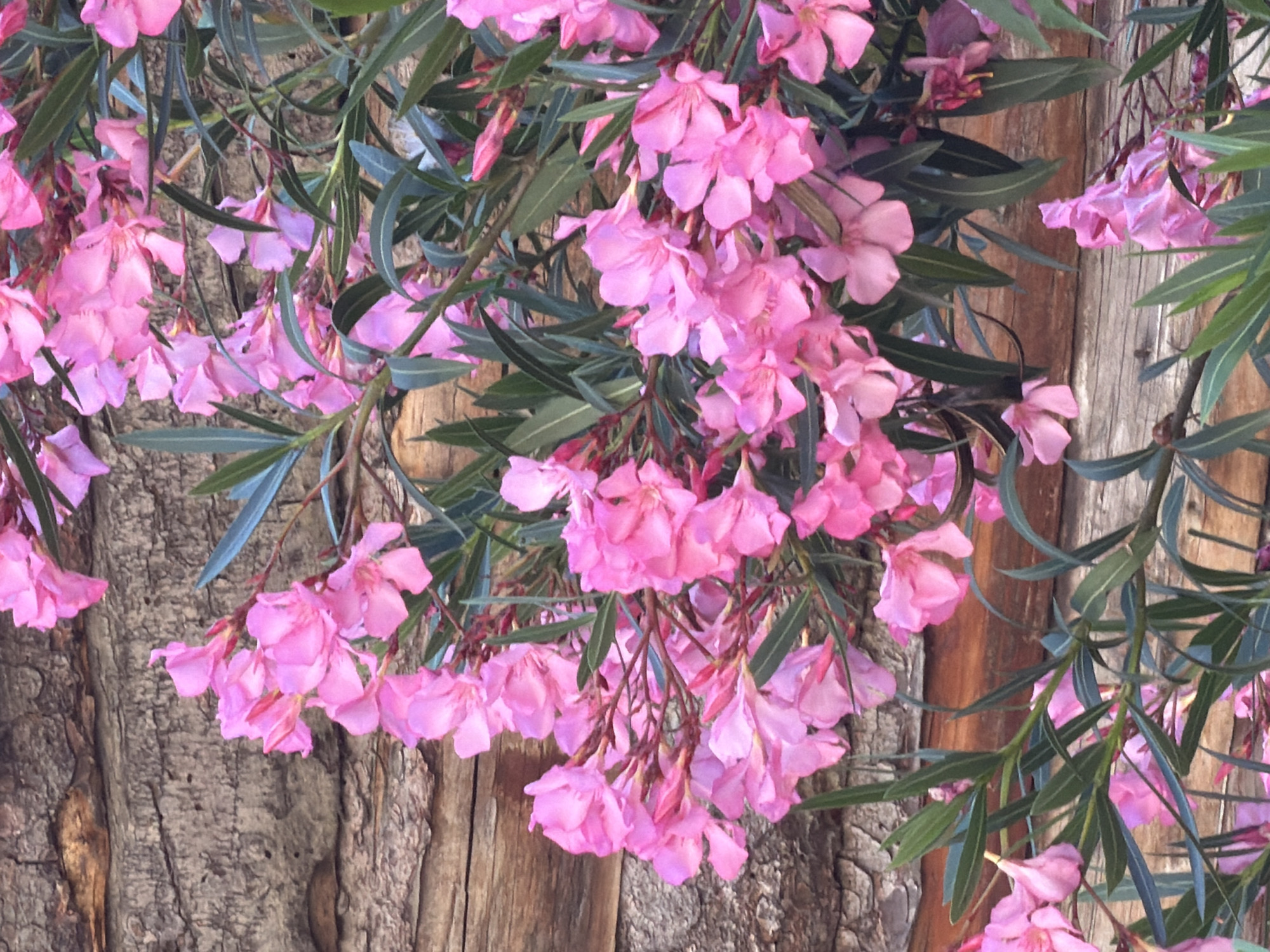 A cluster of bright pink oleander flowers with long, dark green leaves is set against a weathered, rough wooden background. The flowers are in various stages of bloom, with some fully open and others in bud. The wood planks are horizontally oriented and show signs of age and texture. The lighting appears to be natural, casting soft shadows. The scene is static, with no people or animals present. The composition is tightly cropped, focusing on the interplay of the flowers, leaves, and wood.