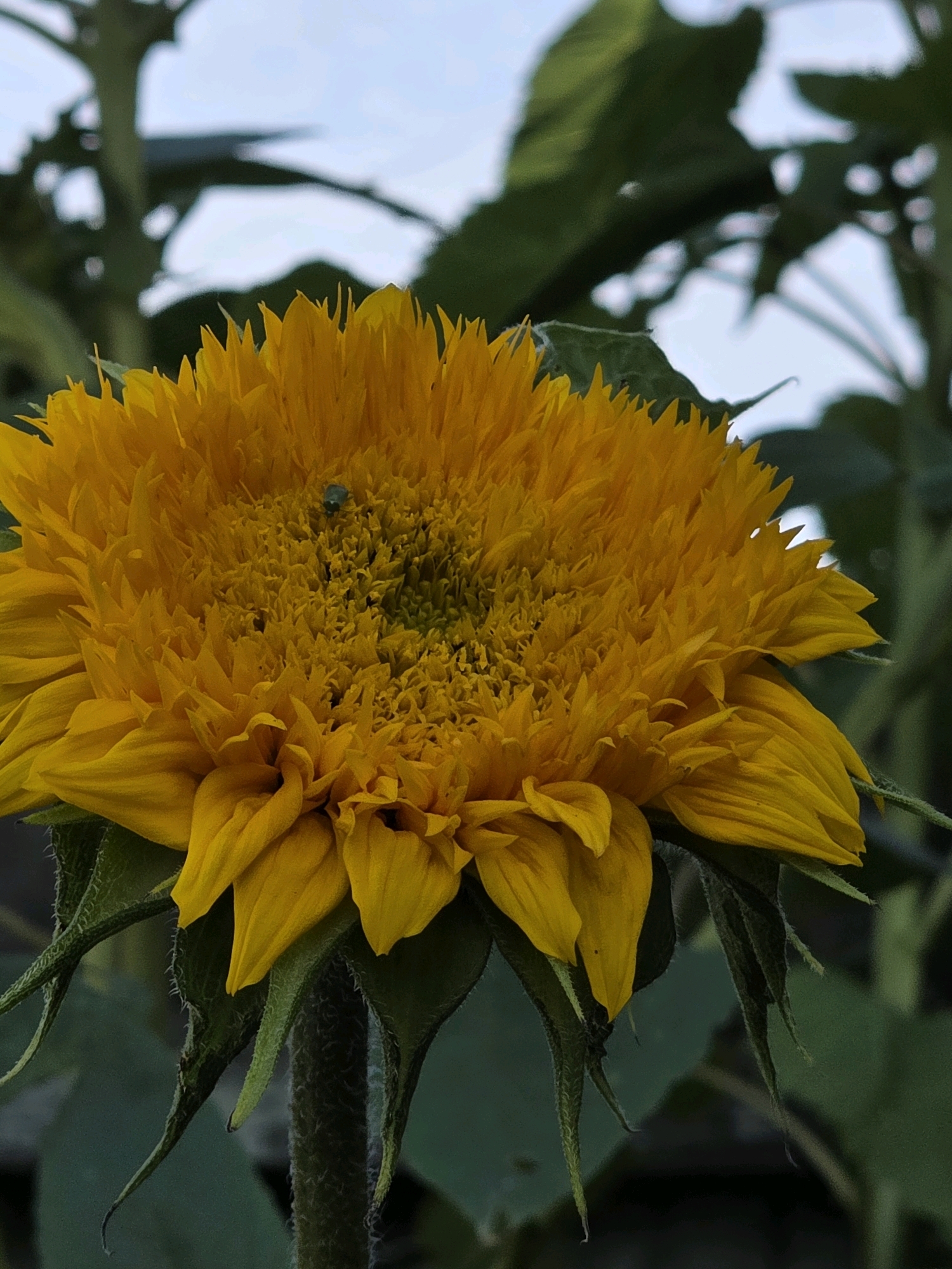 A close-up, eye-level shot captures a vibrant, fully bloomed yellow sunflower with a fuzzy center. The sunflower is positioned slightly to the left of the frame, with its petals fanning outwards. A small, light green insect is visible on the dark center of the sunflower. The stem and some of the fuzzy green leaves of the sunflower are also visible, covered in fine hairs. In the background, out of focus, are dark green leaves and a light blue sky. The image does not provide any information about the location in the city of Речицы, Russia.